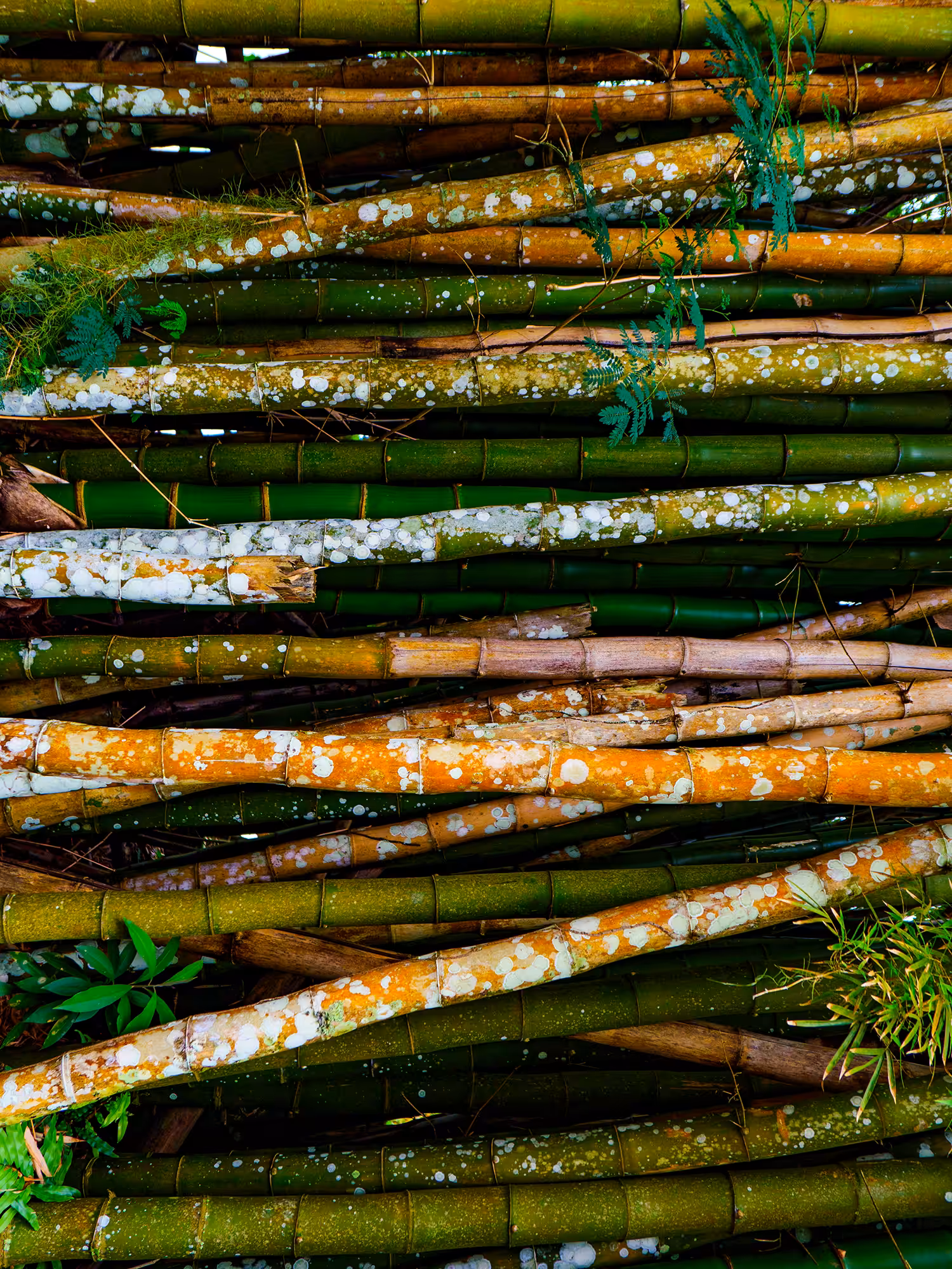 Abstract-Nature#22