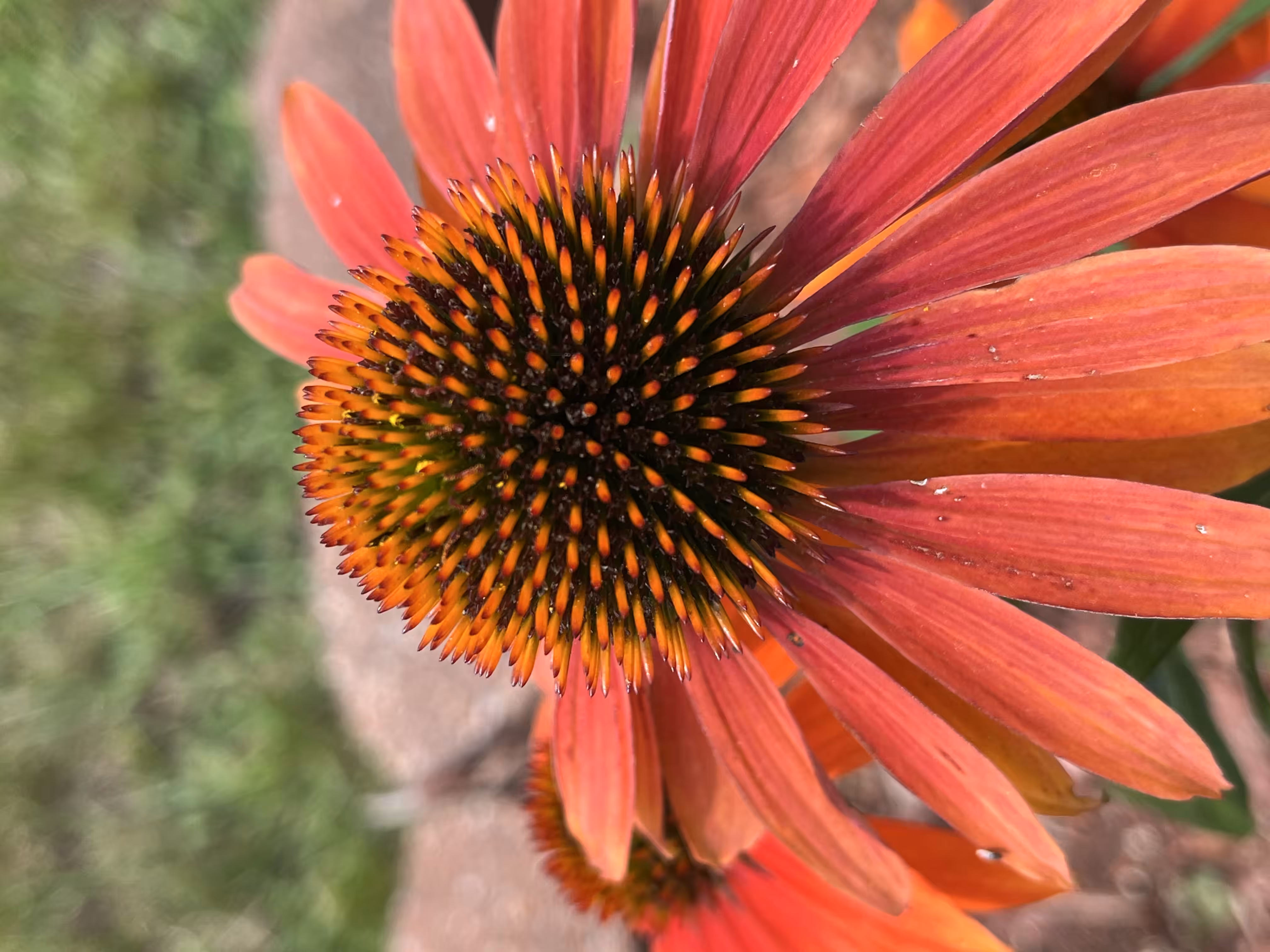 Full Bloom