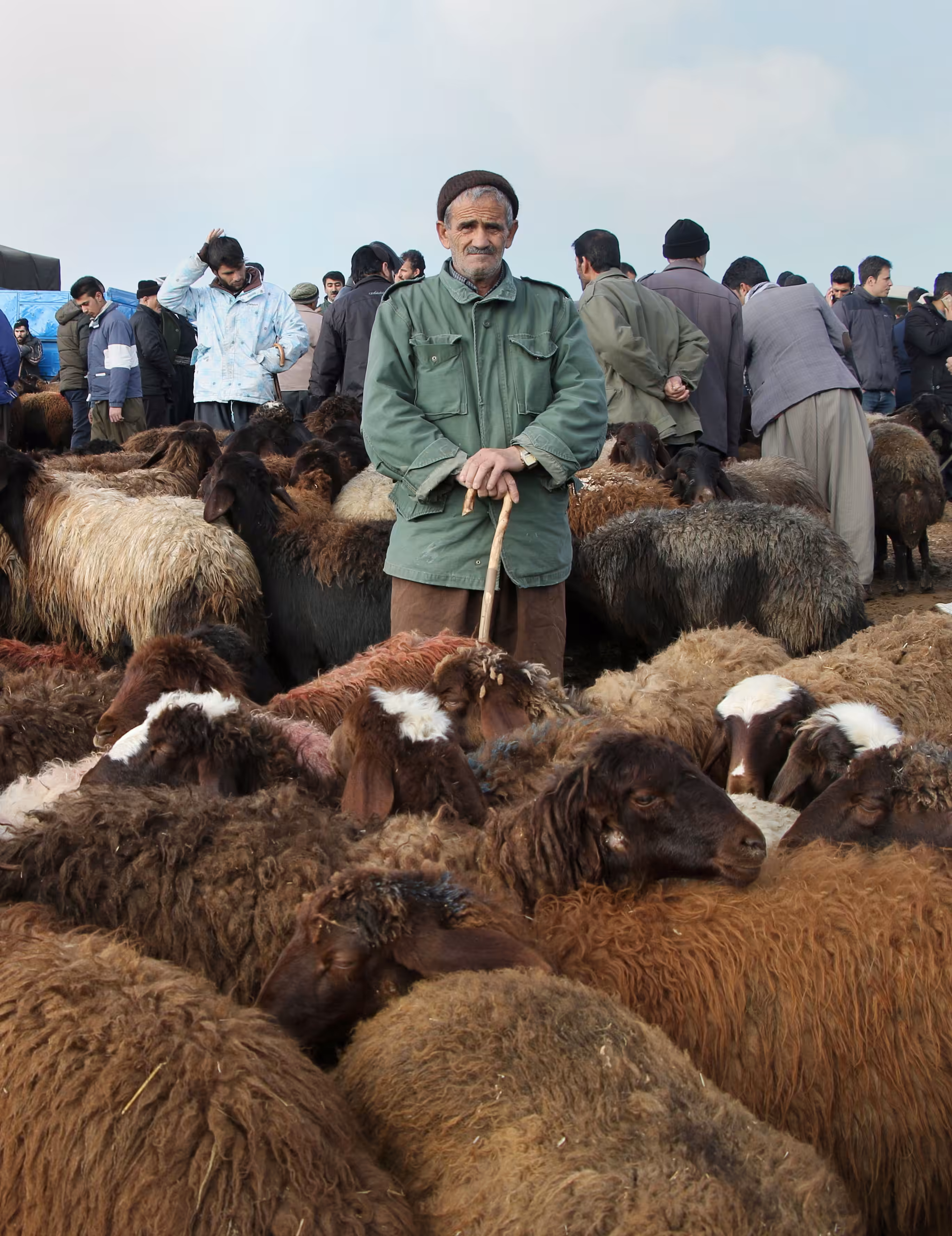 sheep market