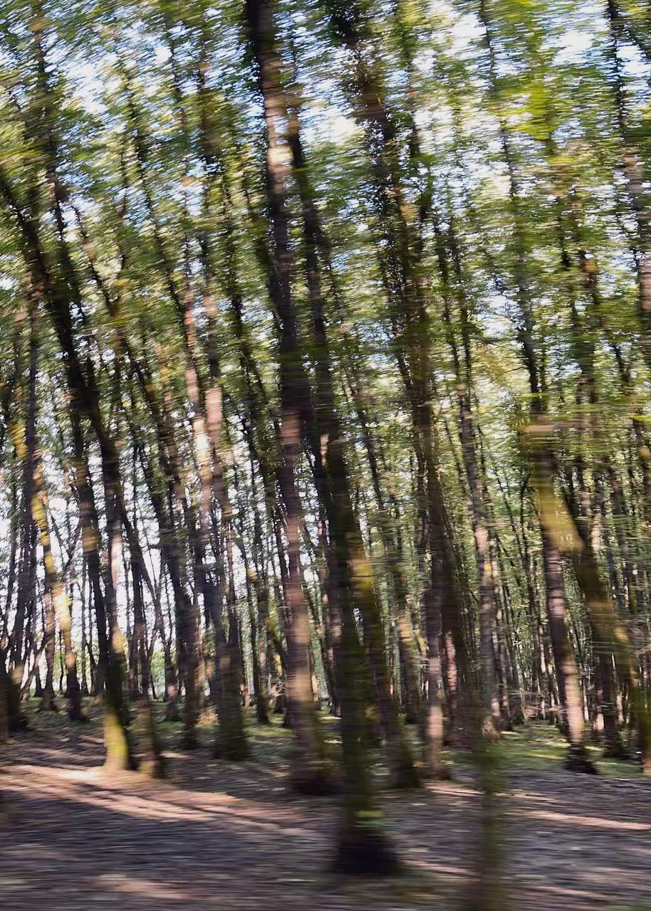 Waltz of the Forest