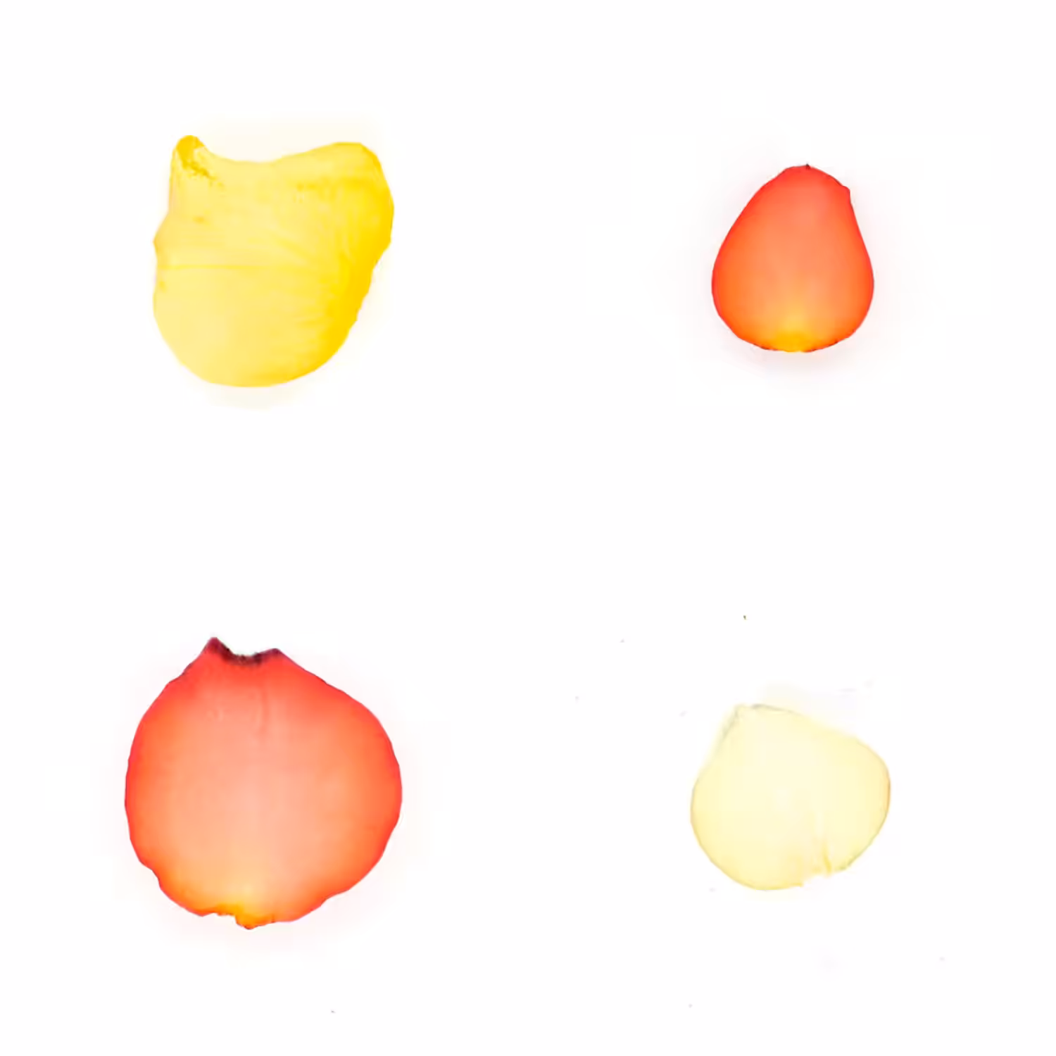 Infinite Petals 2x2#20091