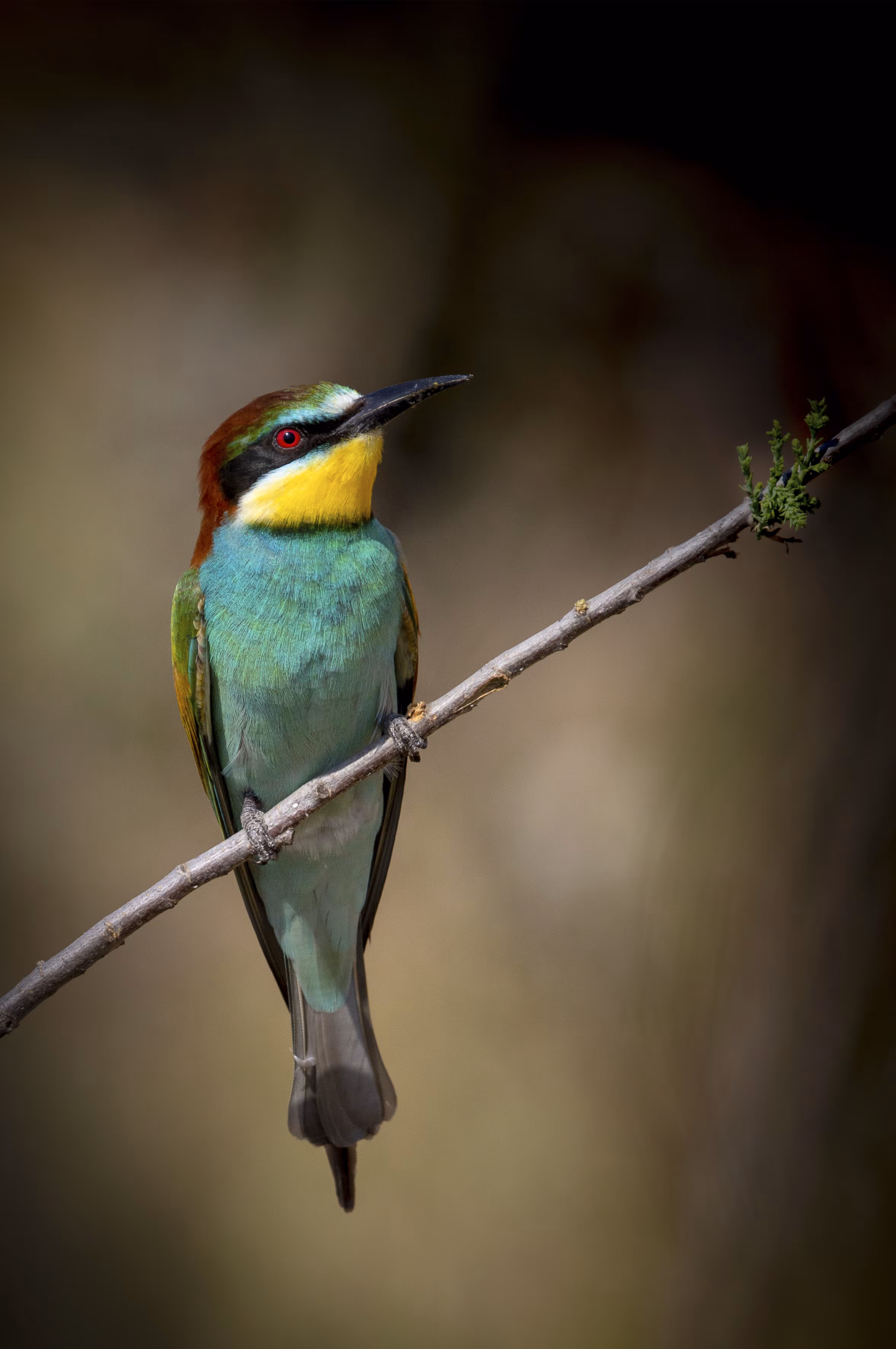 Bee-eater