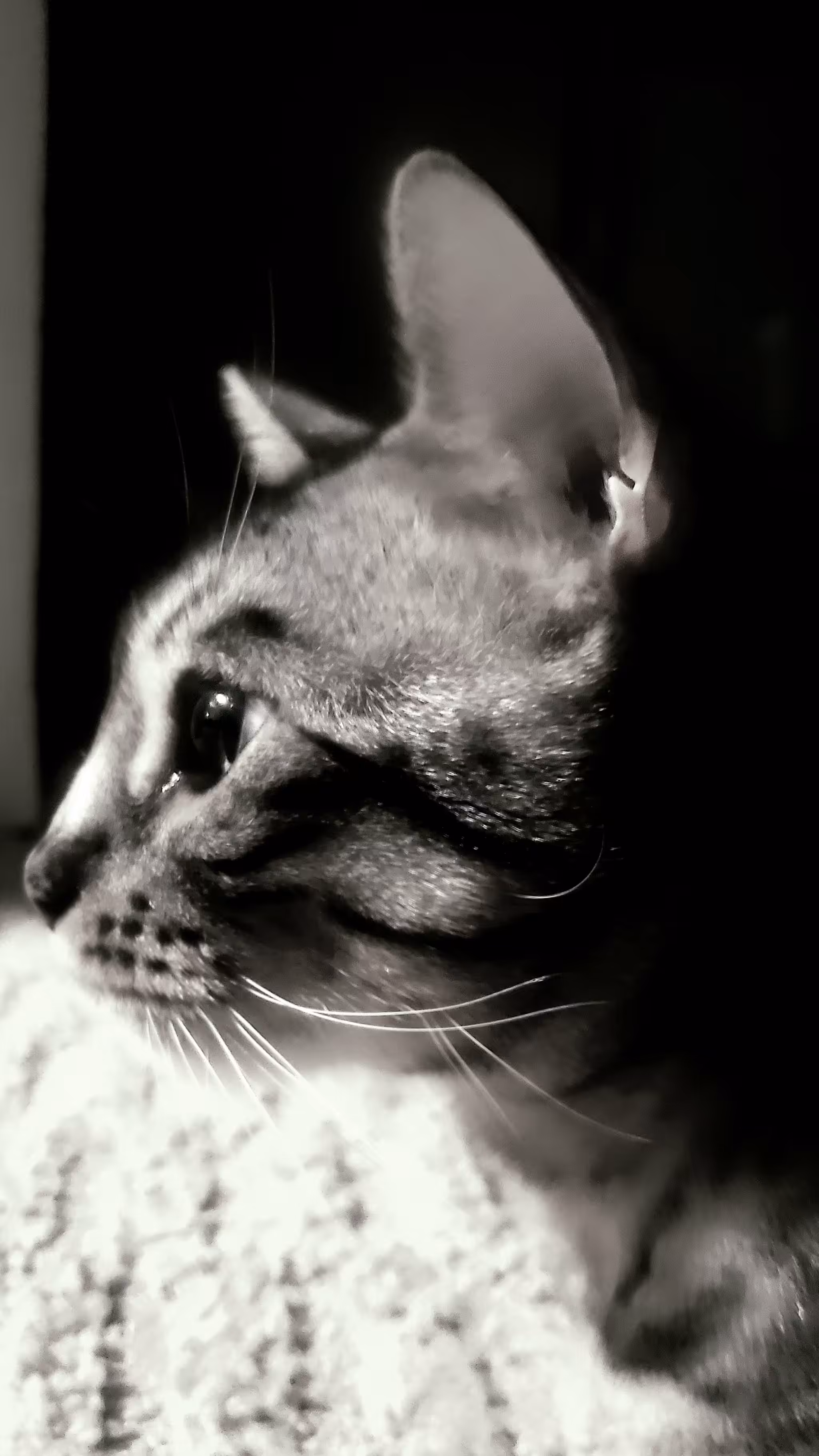 Otis