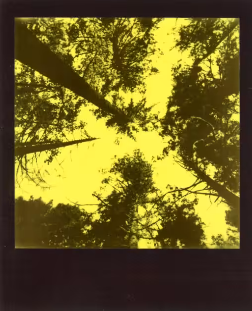 Experimental Forest
