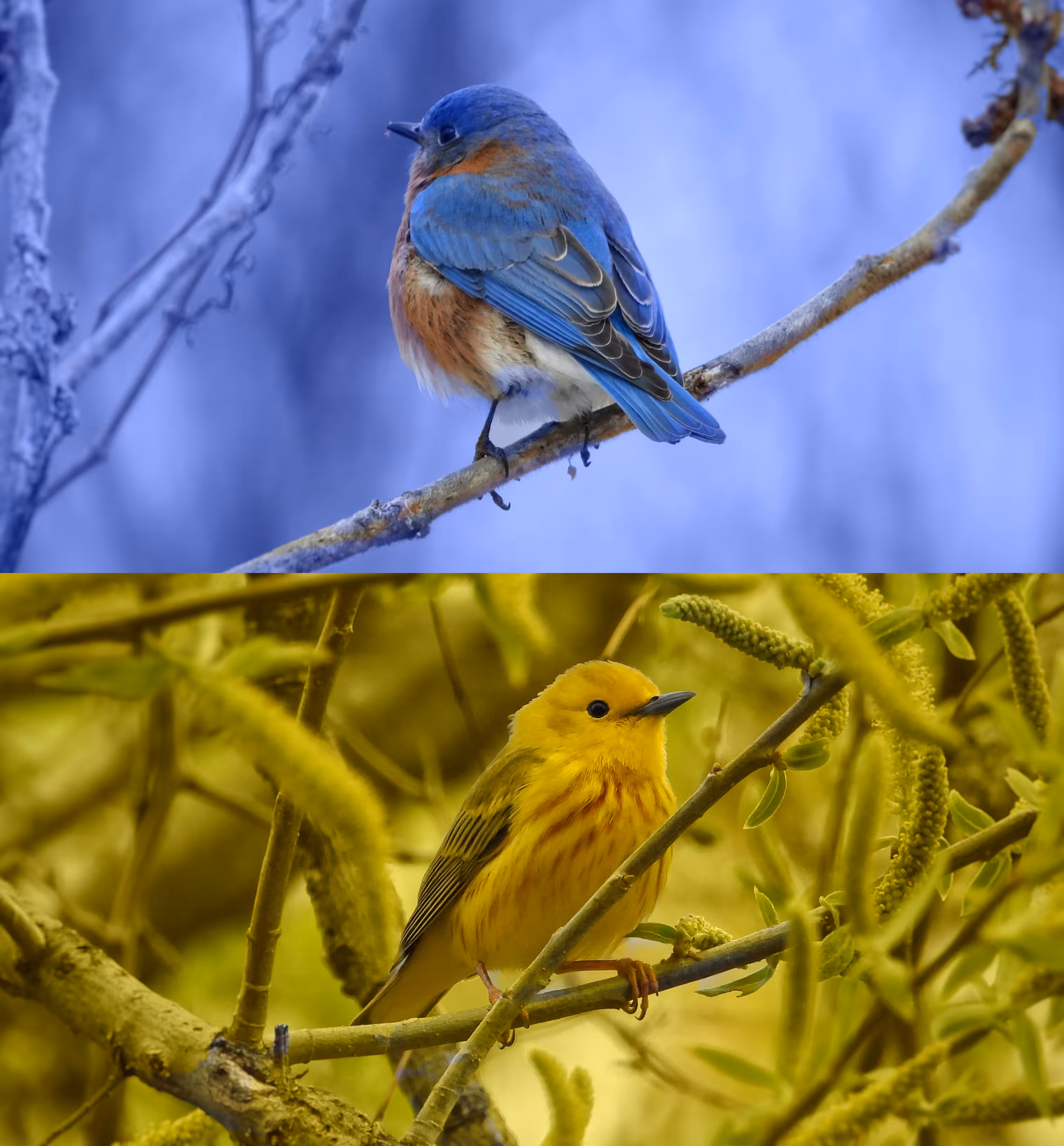 Birds for Ukraine
