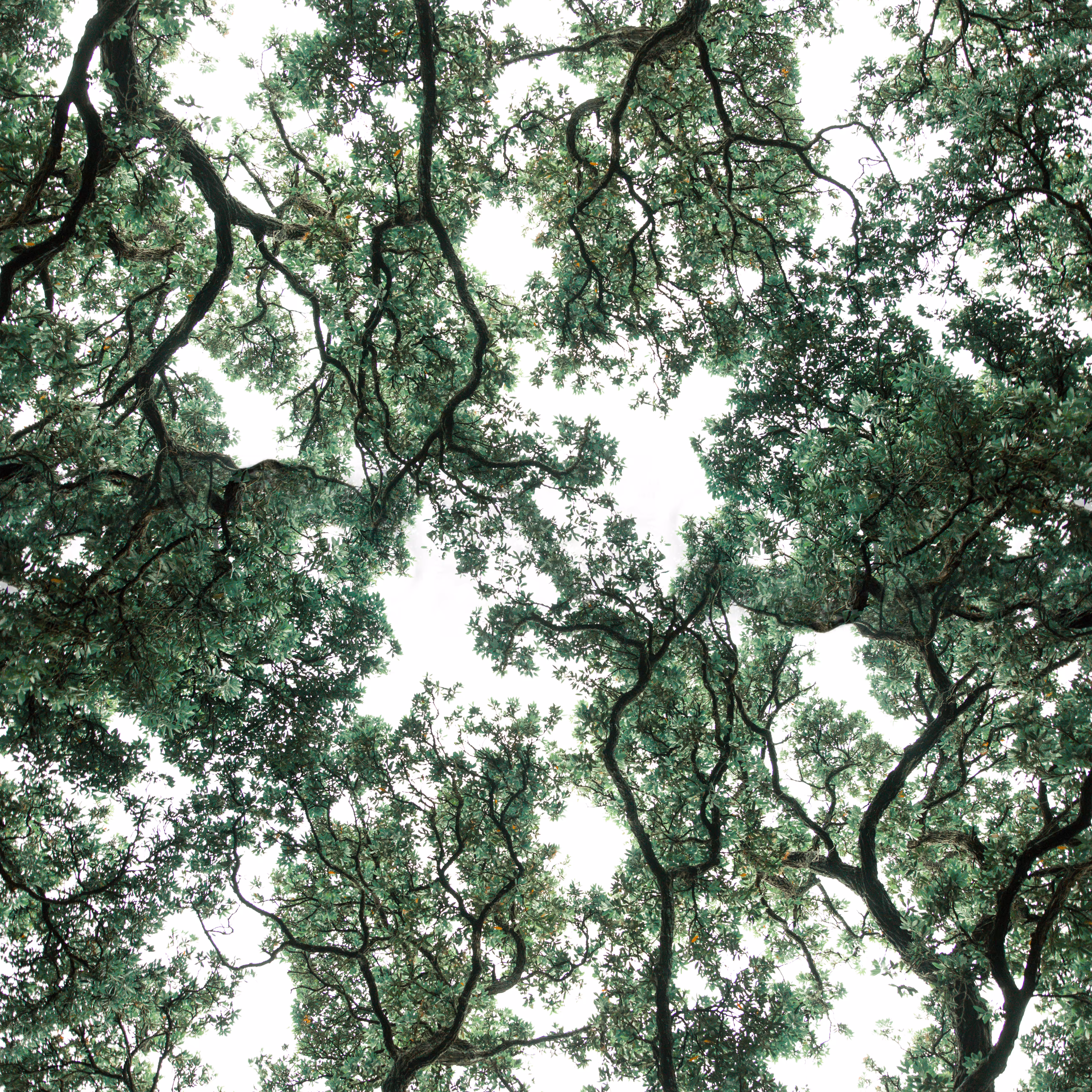 wurzelt | rooted