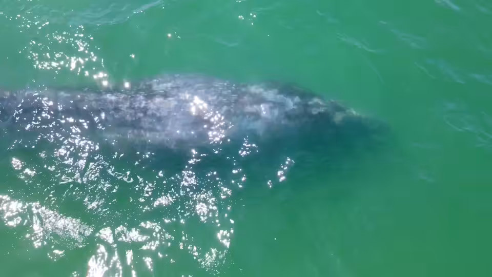 Whale Rainbow