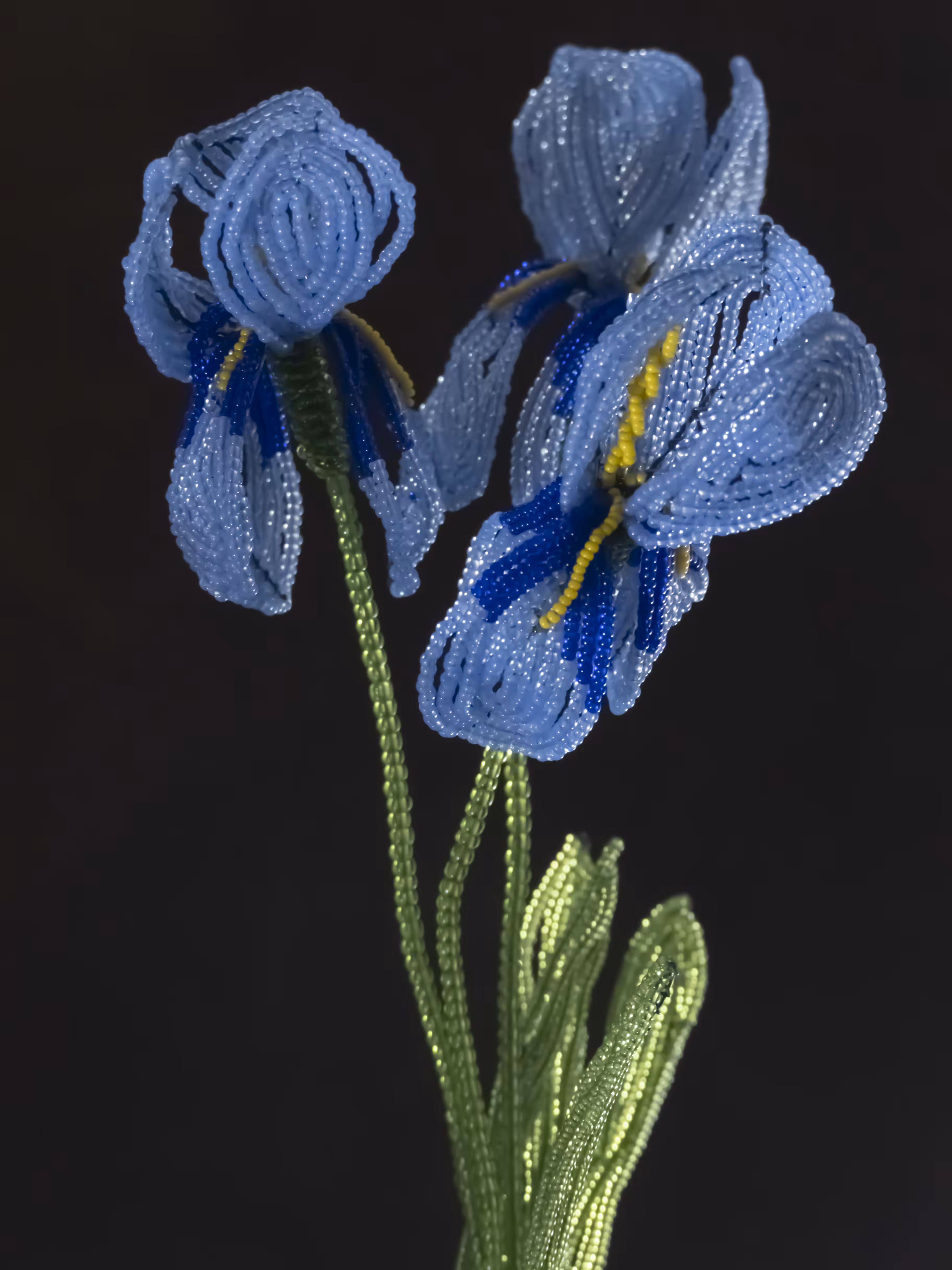 Fleur d'Artifice (Iris)