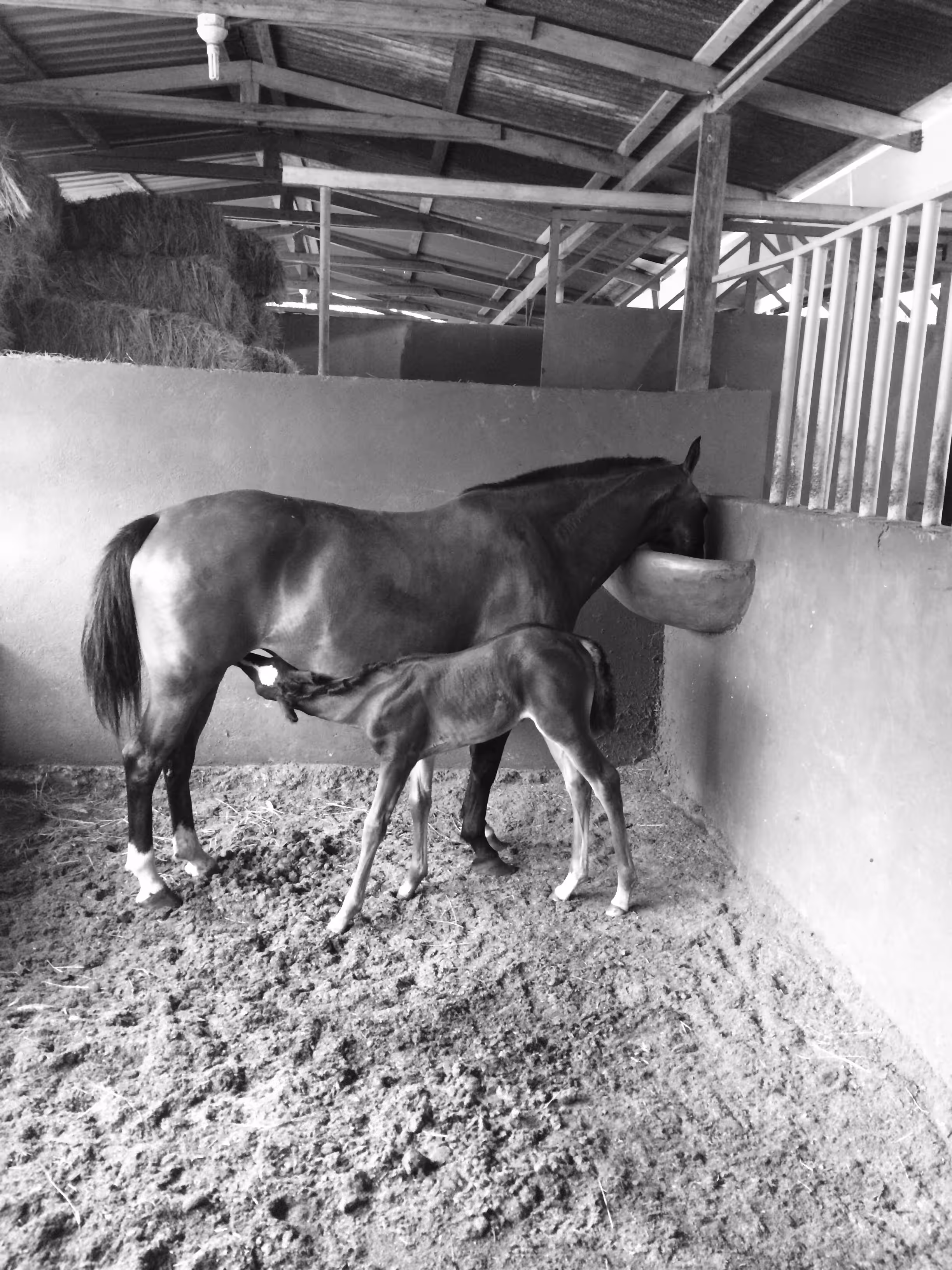colt