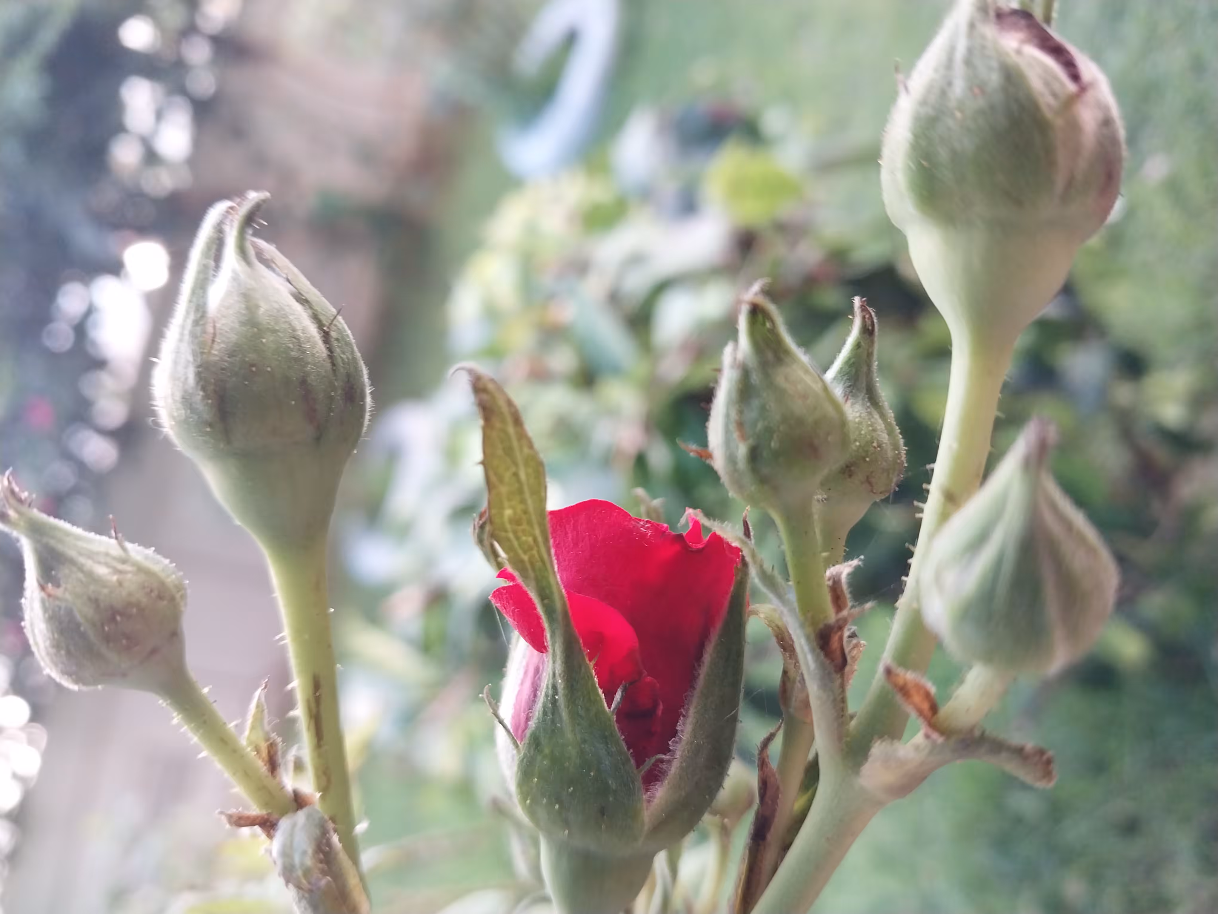 Desire to grow