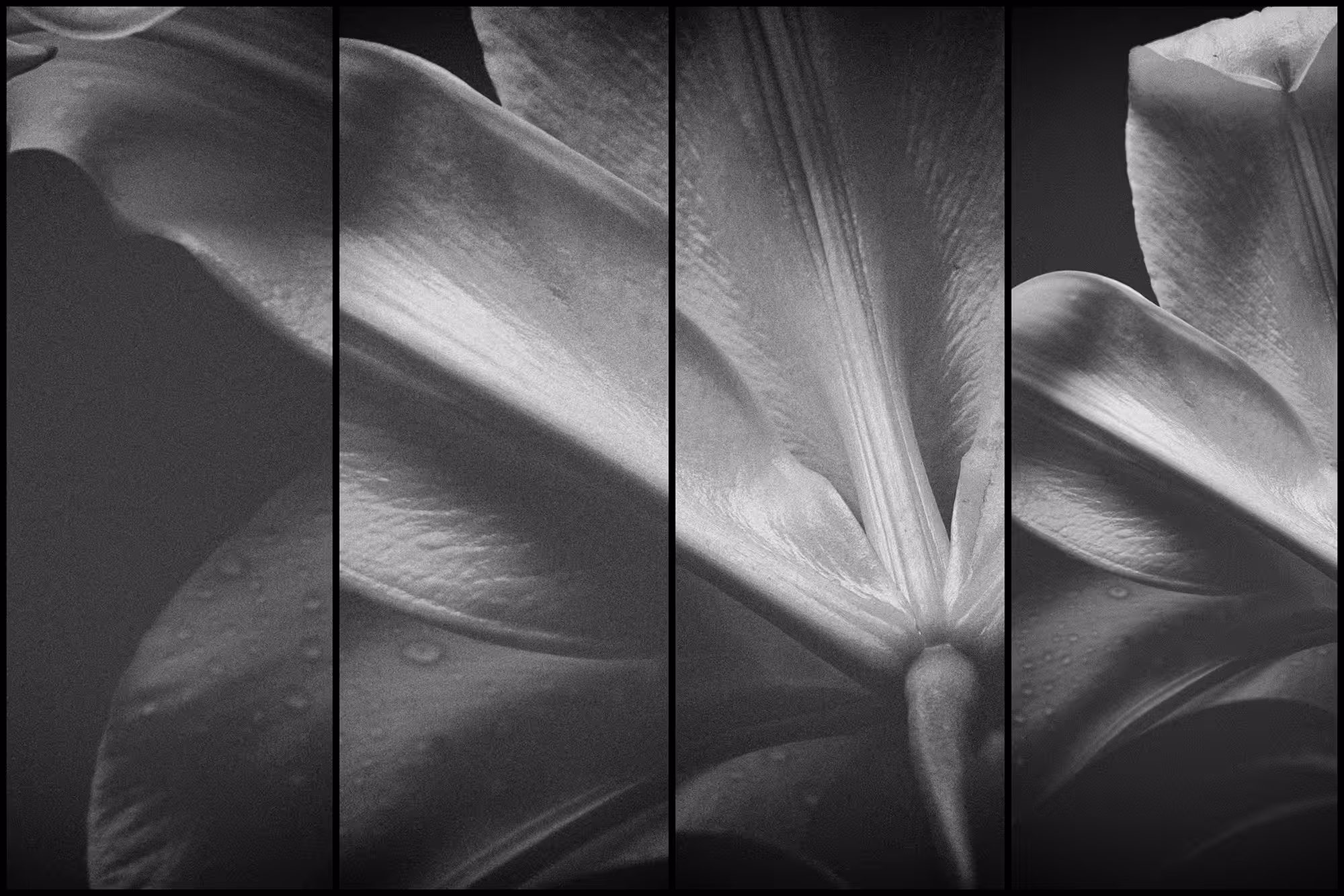 dream flower