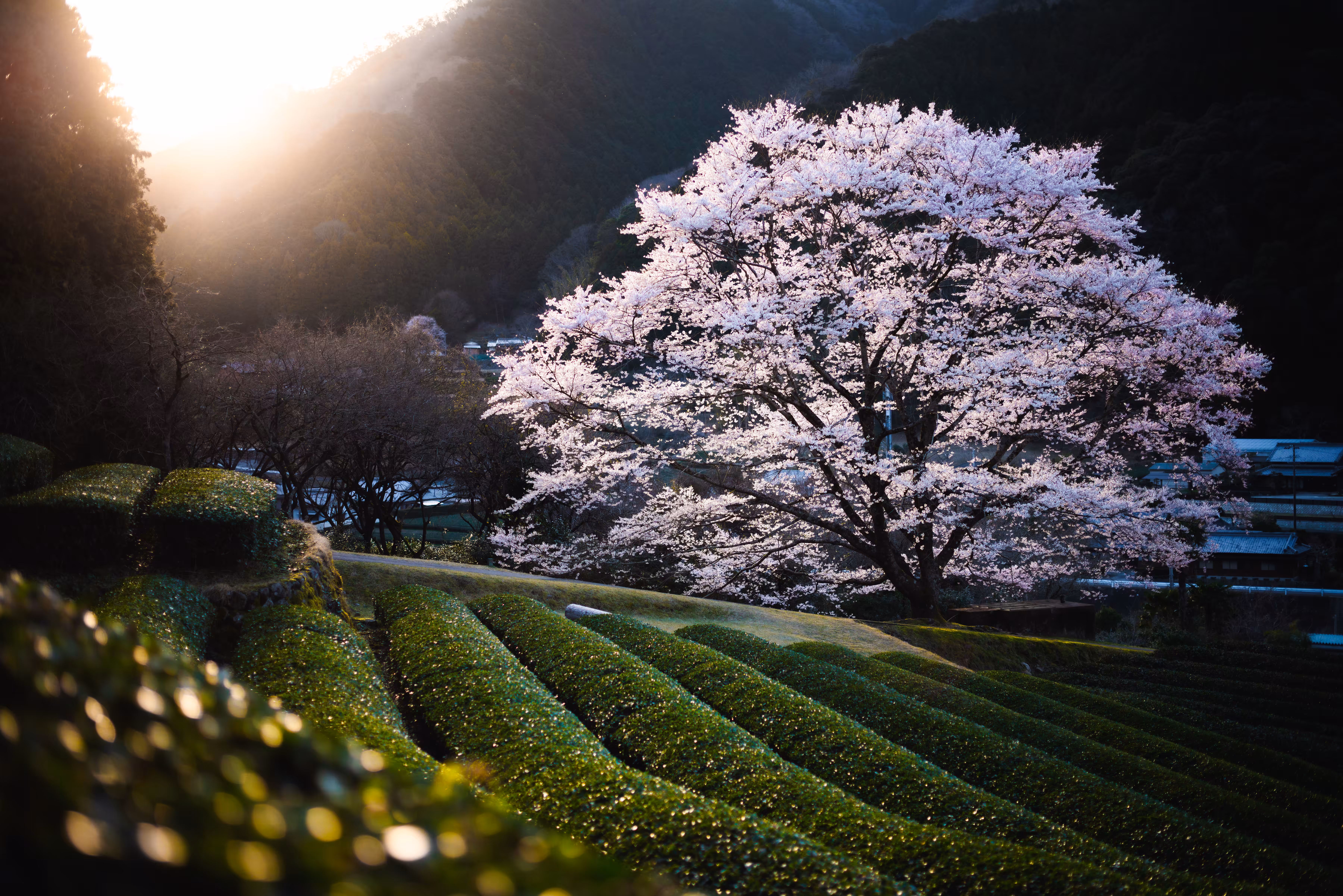 The Cherry Blossom at Sunset -夕桜-