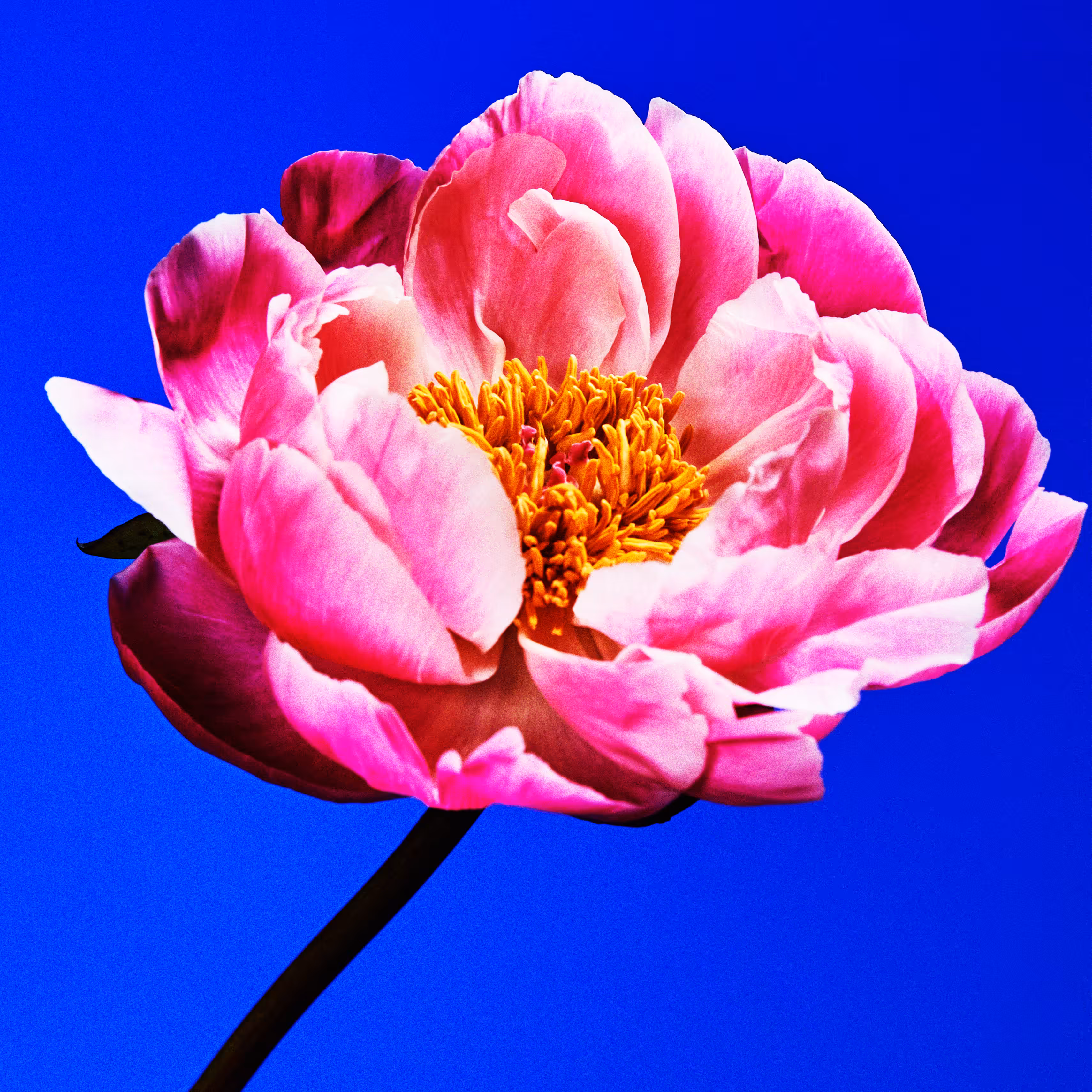 Flower #19