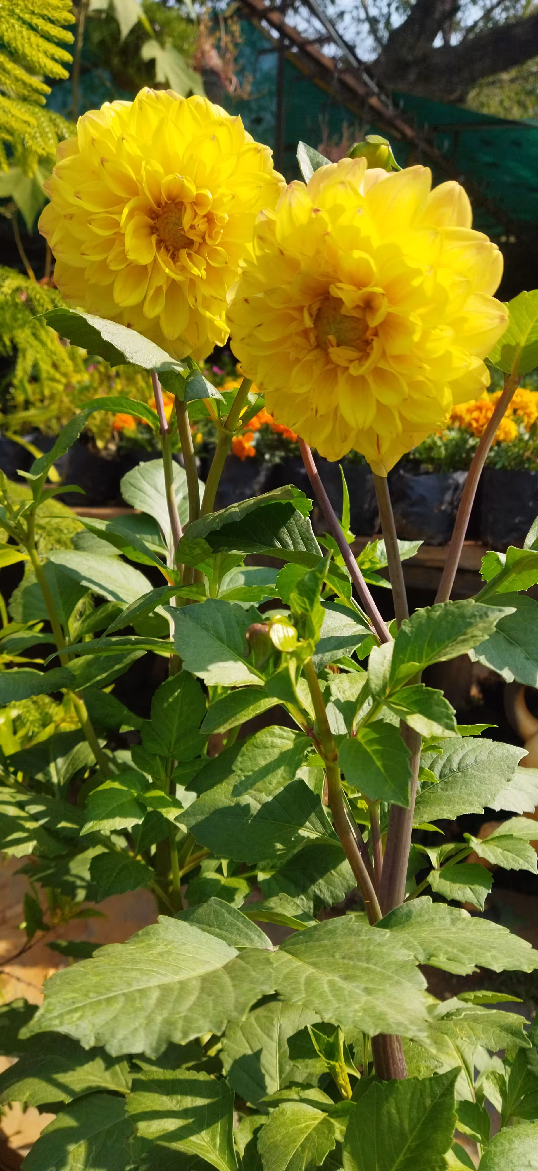 The Yellow Duo Dahlia 