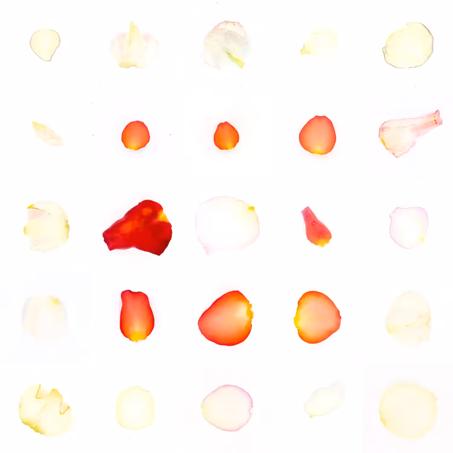 Infinite Petals 5x5#20348