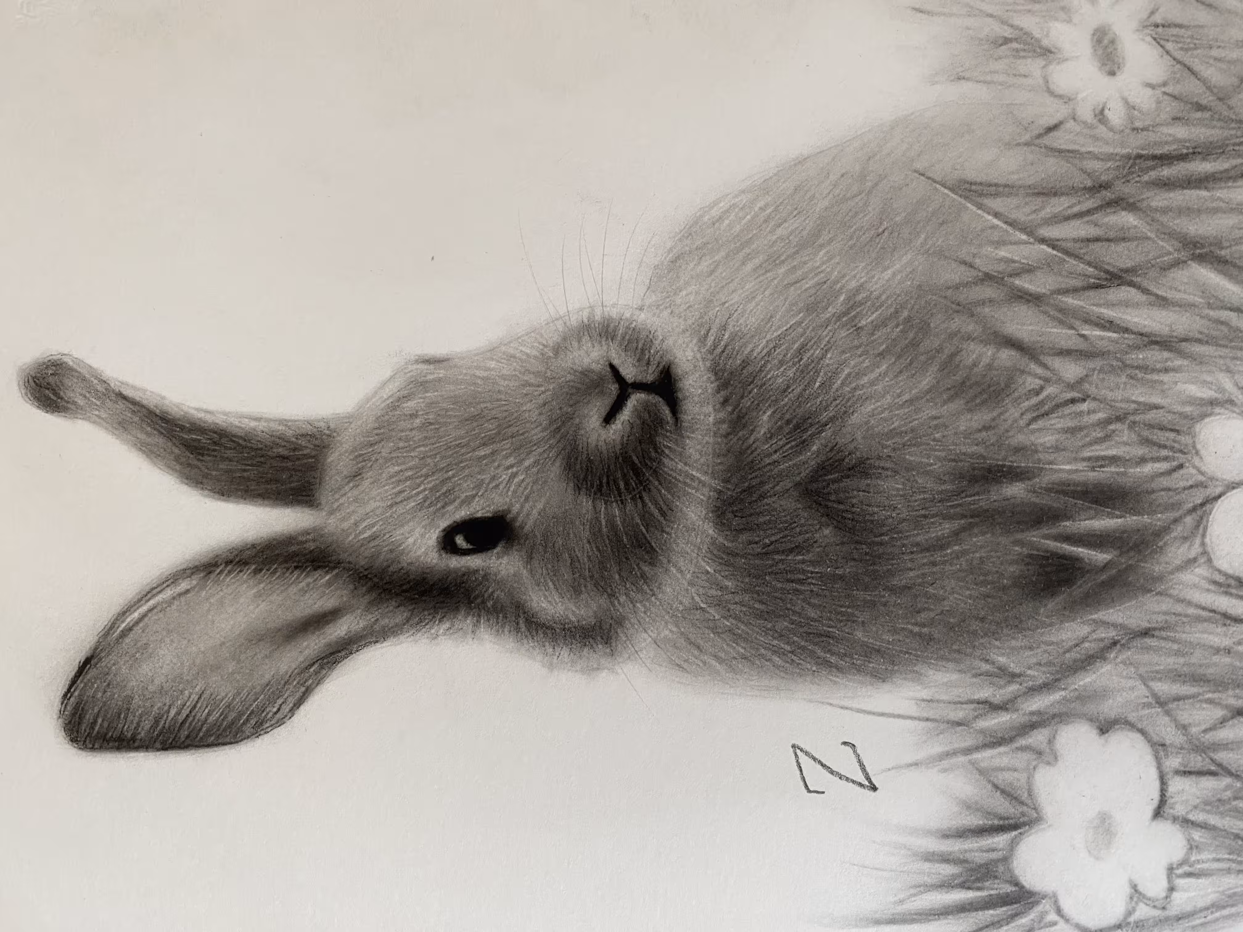 Rabbit 
