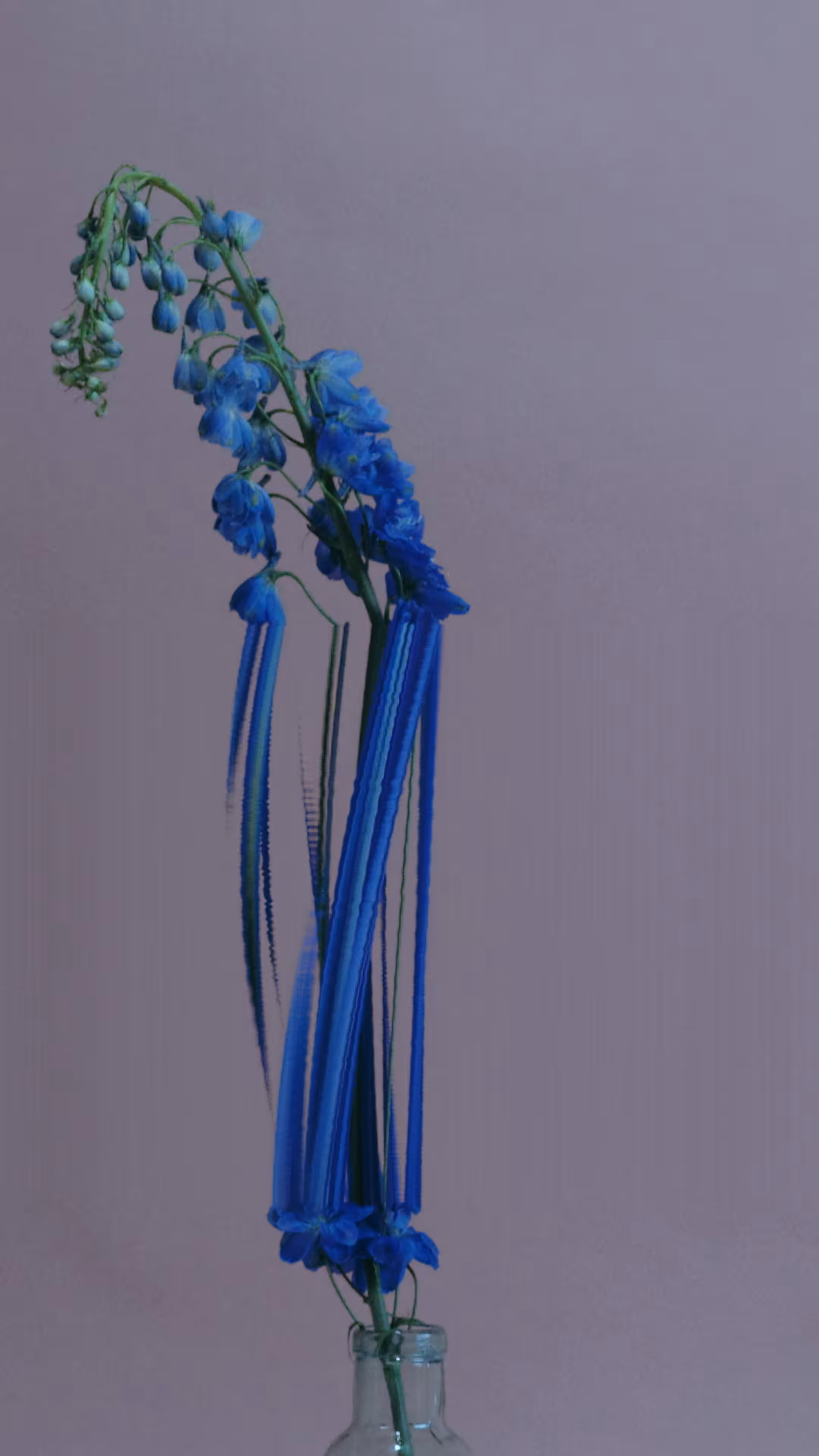 Delphinium, still no. 1