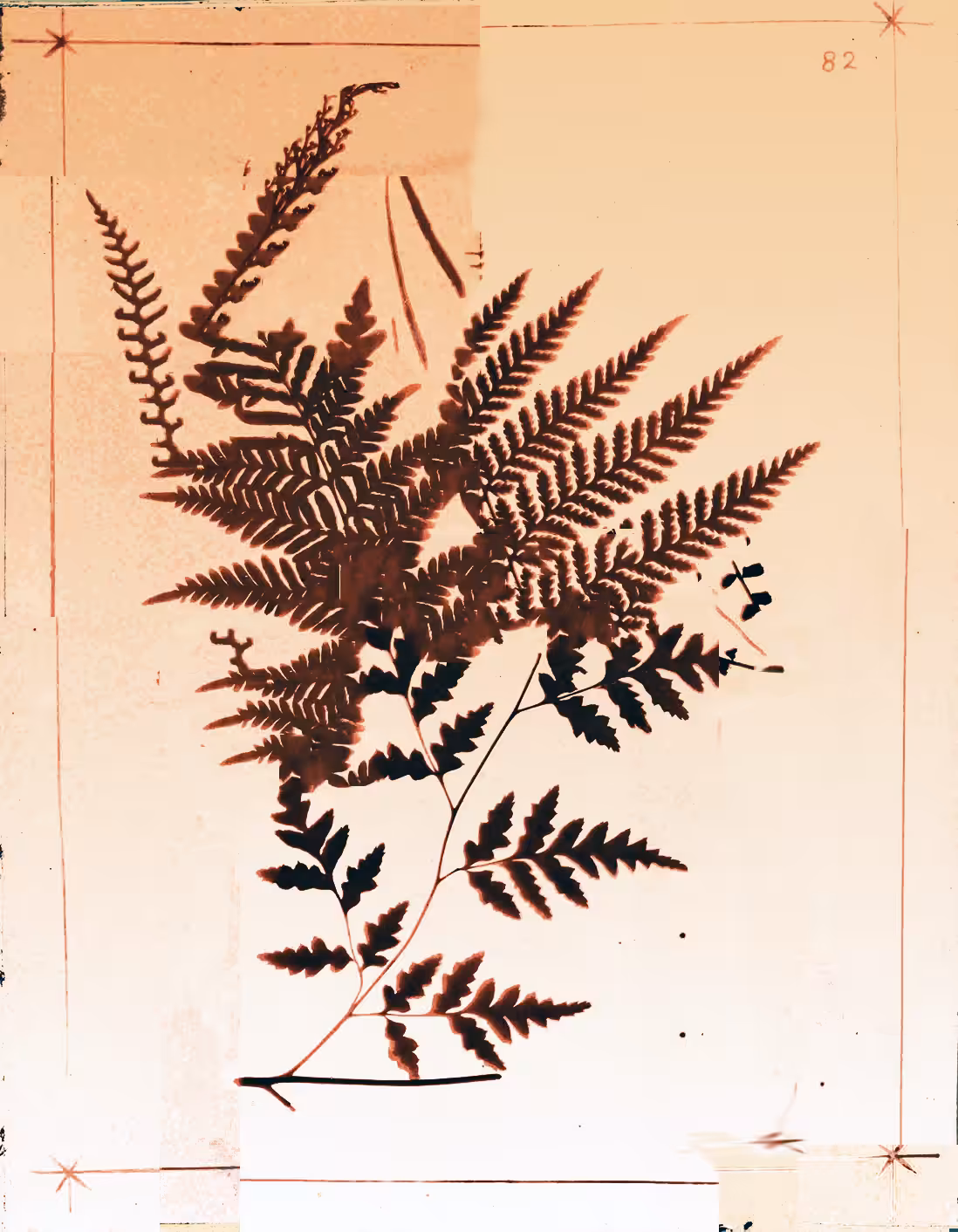 Metafern [e]