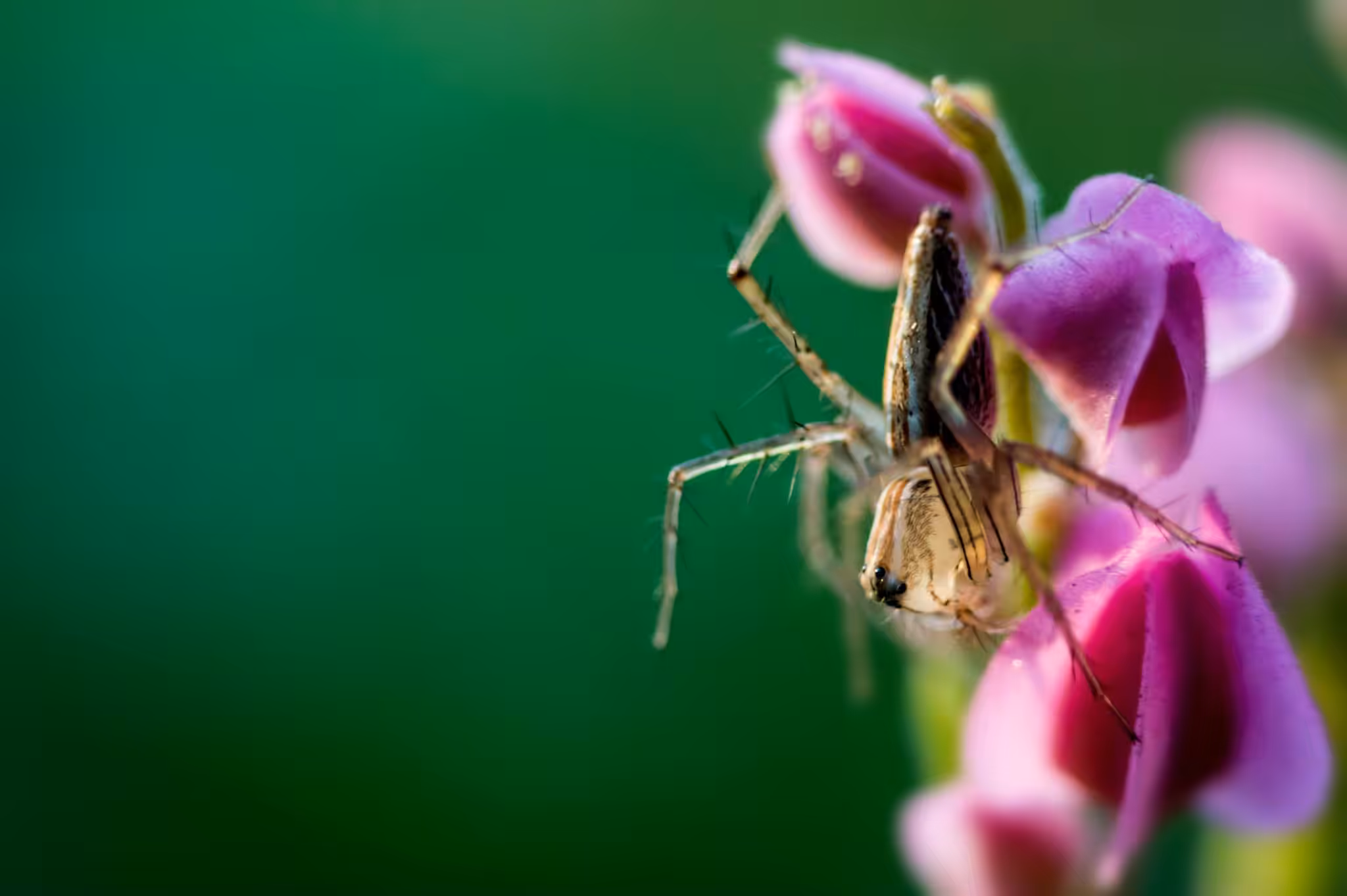 The Happy Valley: Petals and Webs