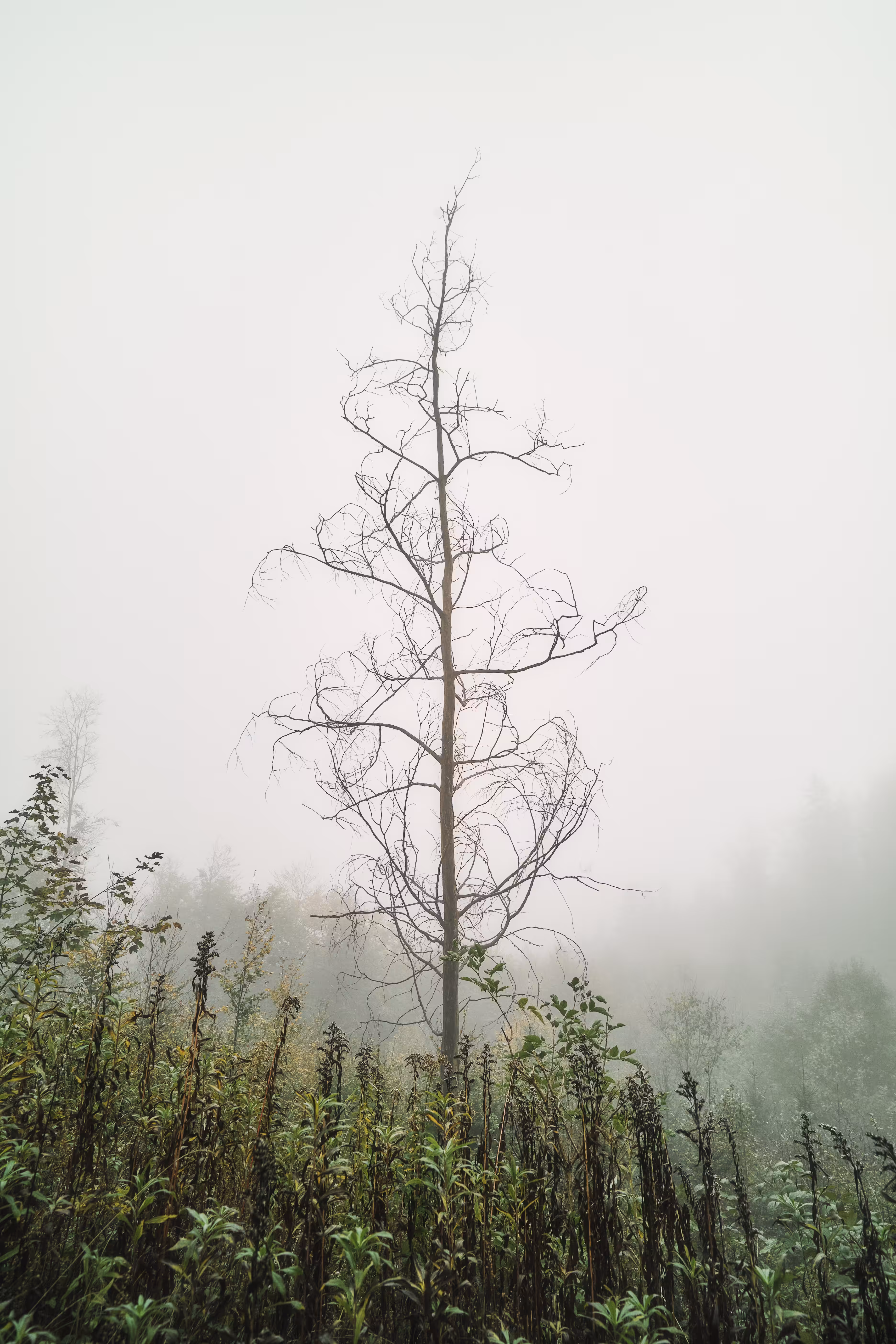 Woodland #2
