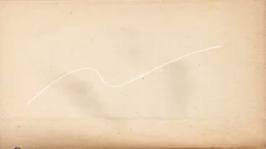 The Dove