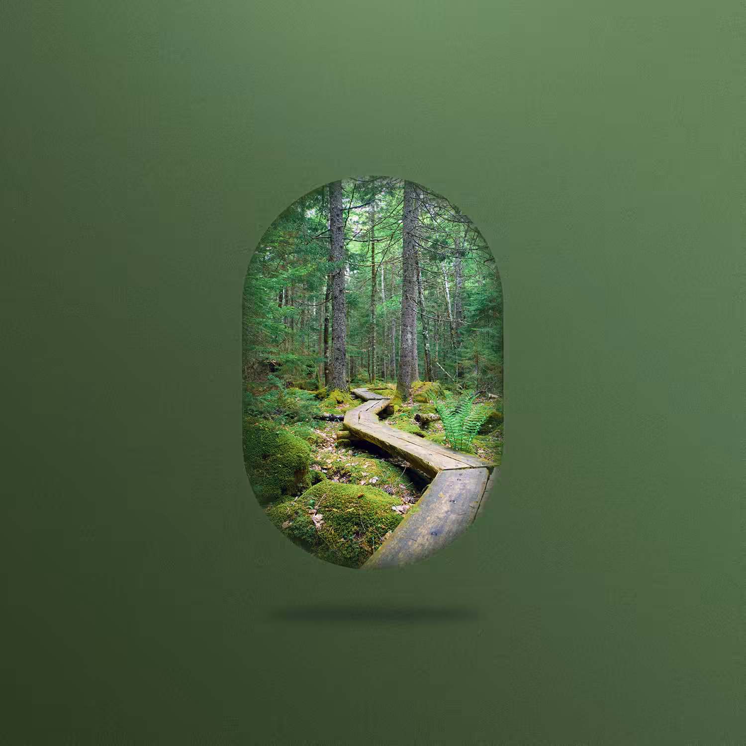Capsule 002 | The Woods