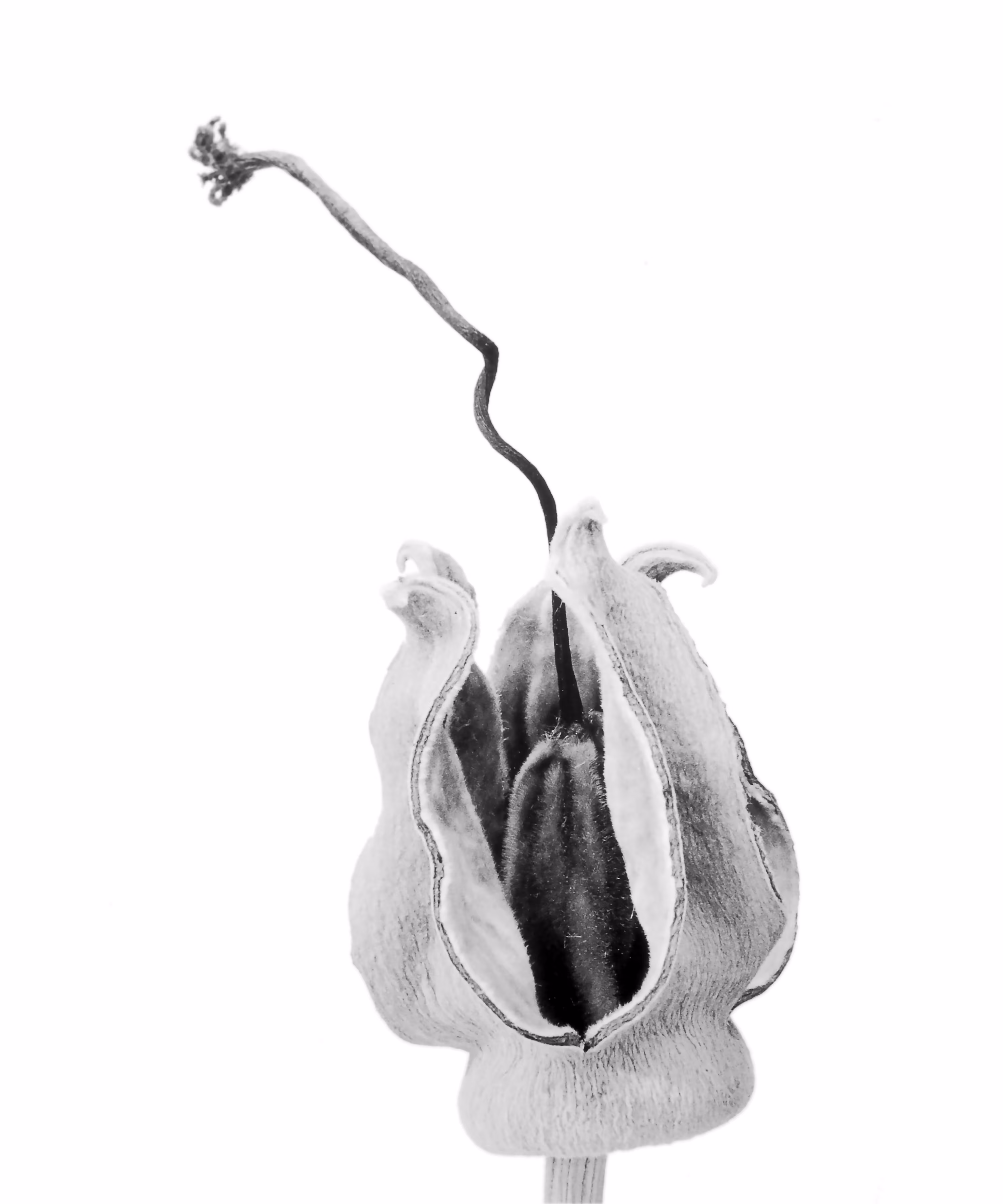 Baobab Fruit (Adansonia digitata)
