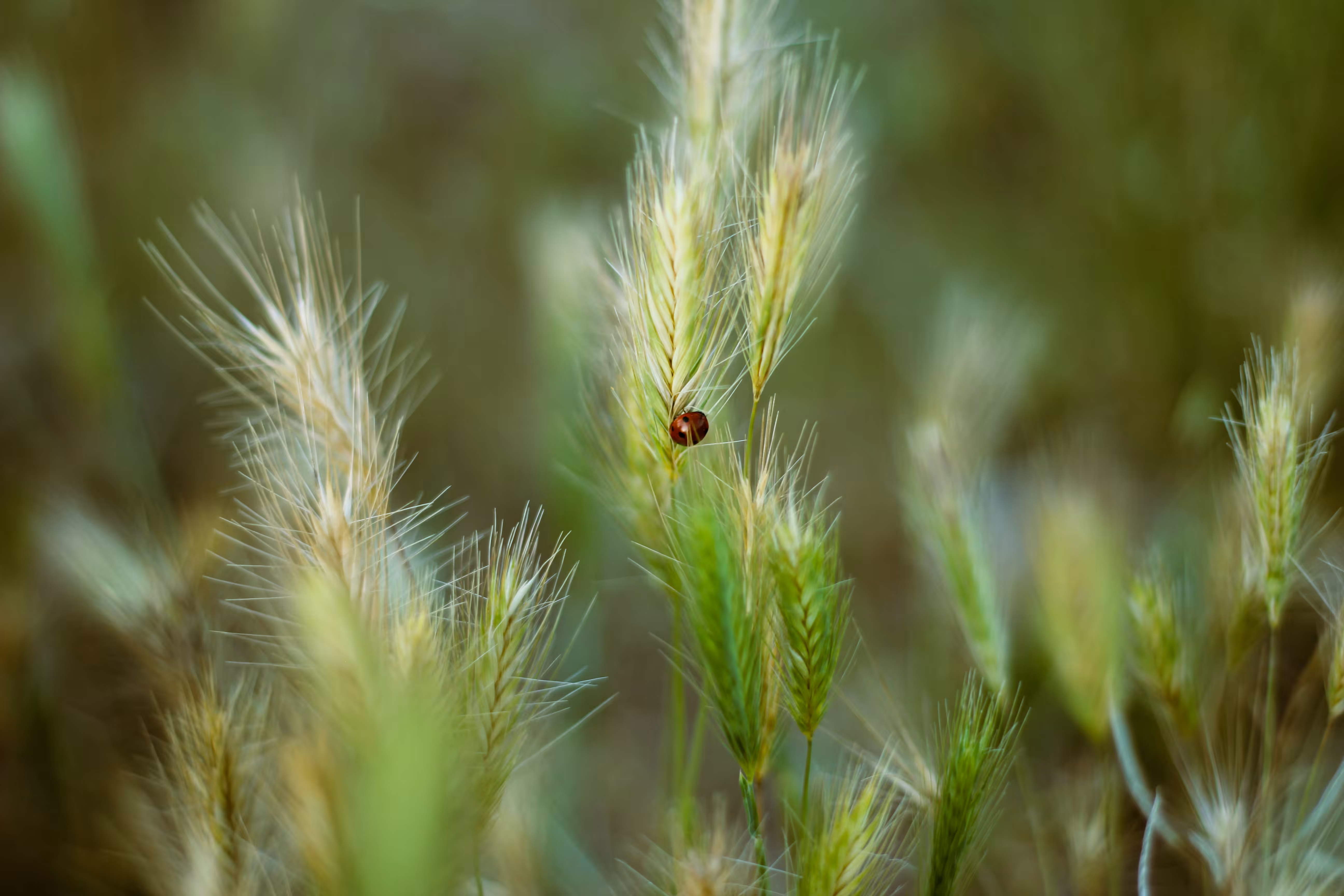Ladybug
