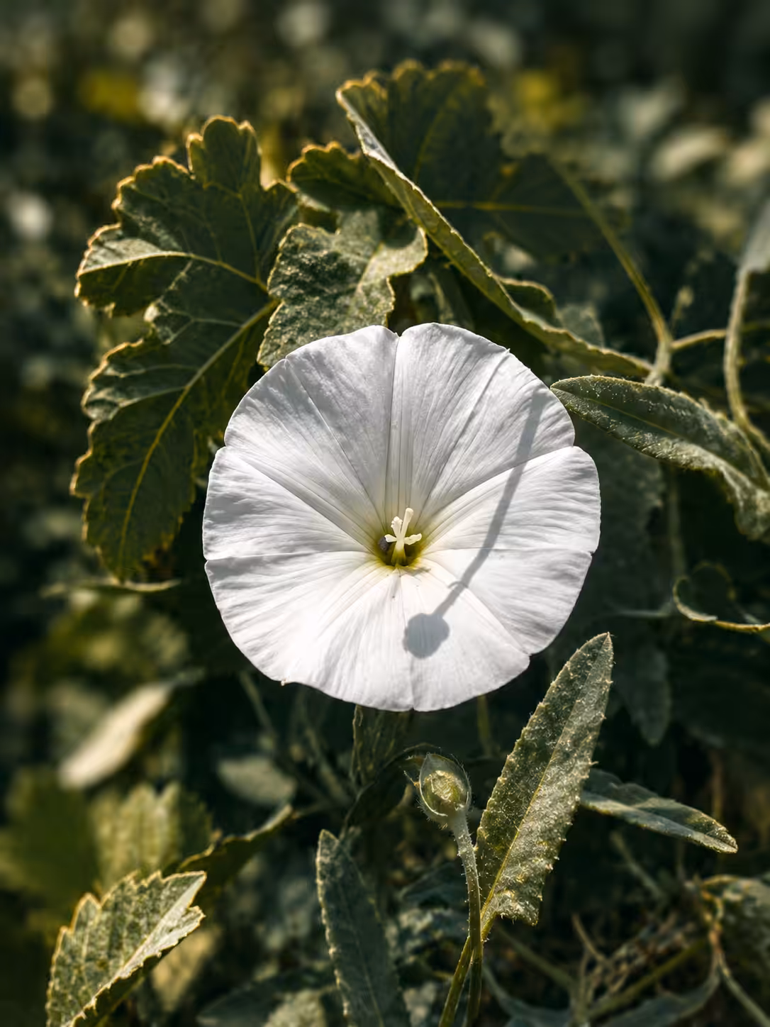 Petals of Memory 1