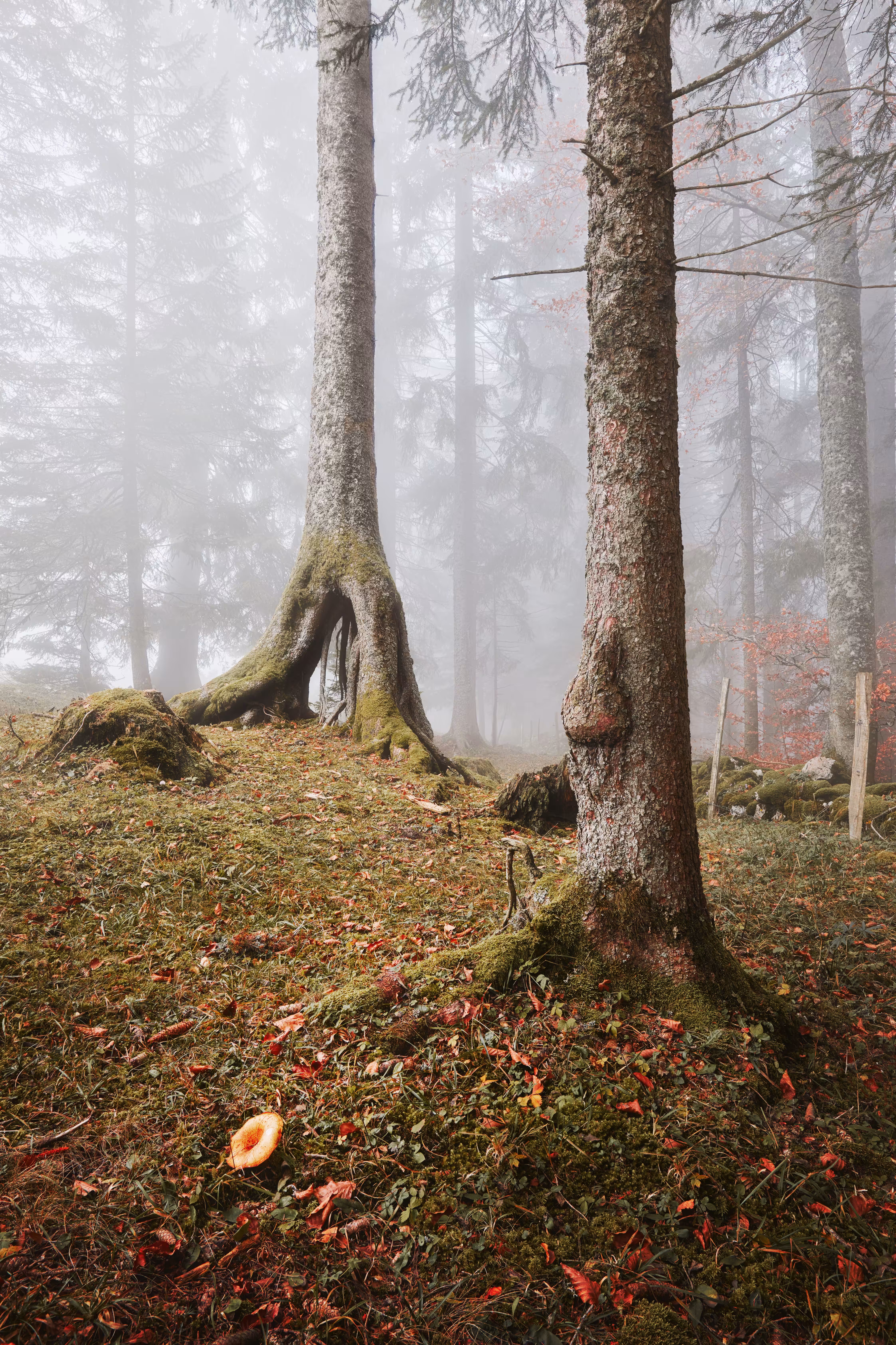Woodland #1