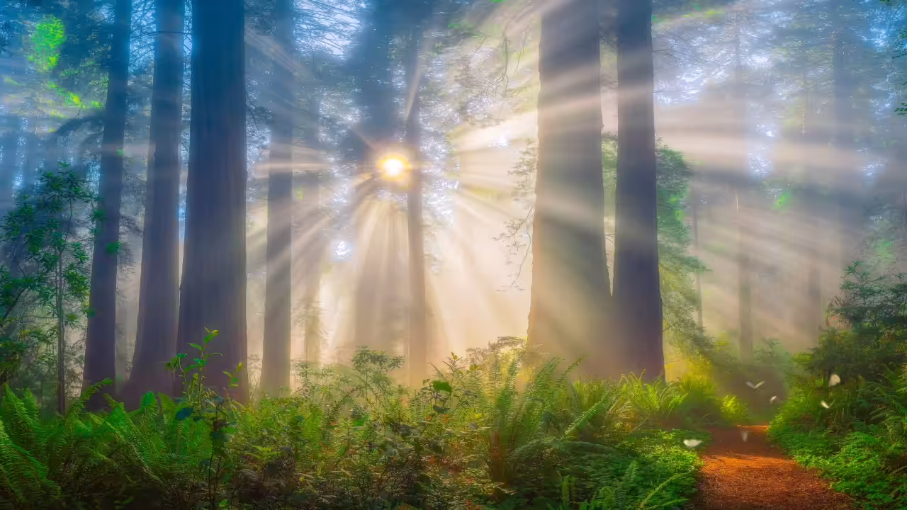Misty Redwoods