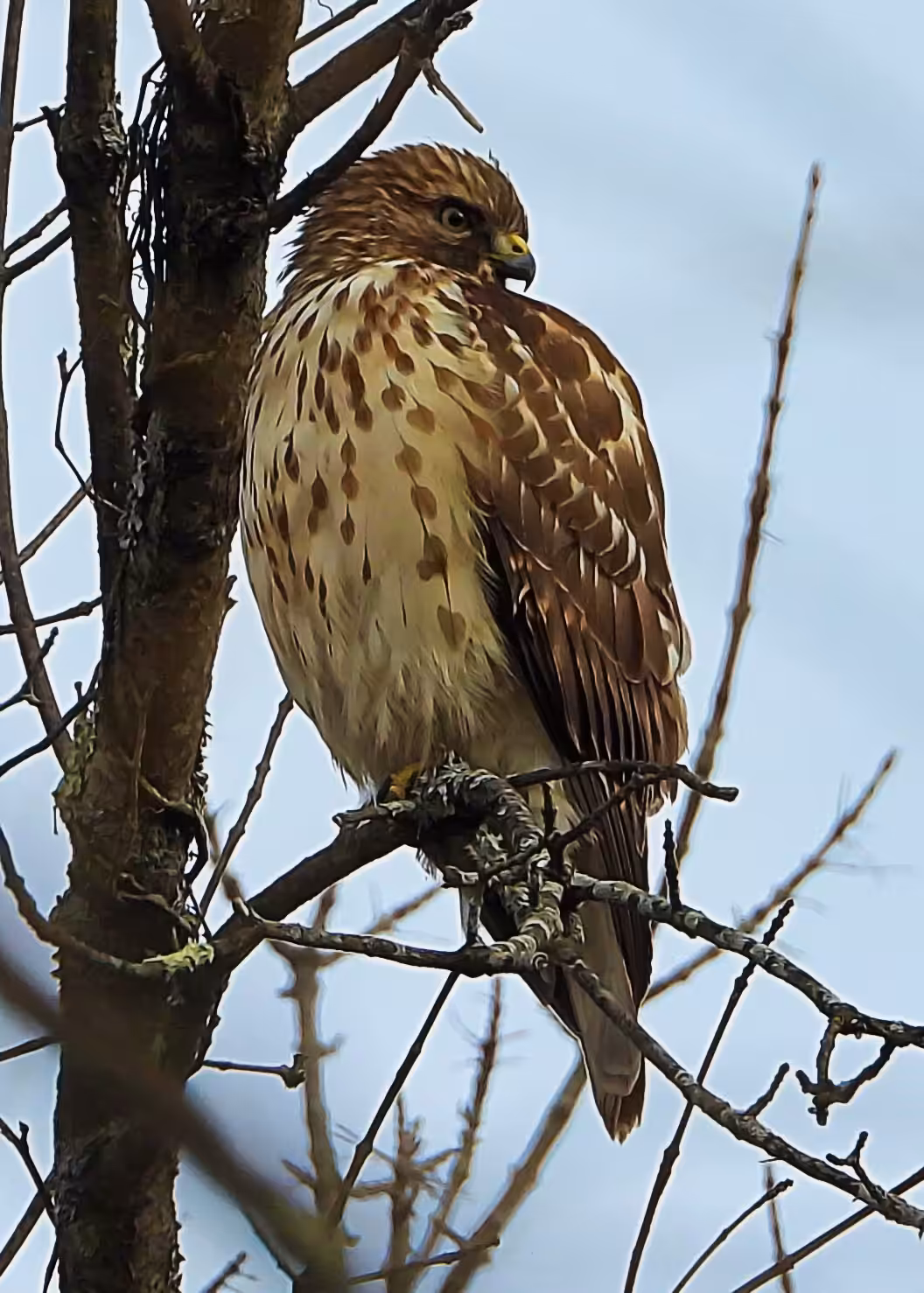 Flocksourced #018 - Red-shouldered Hawk