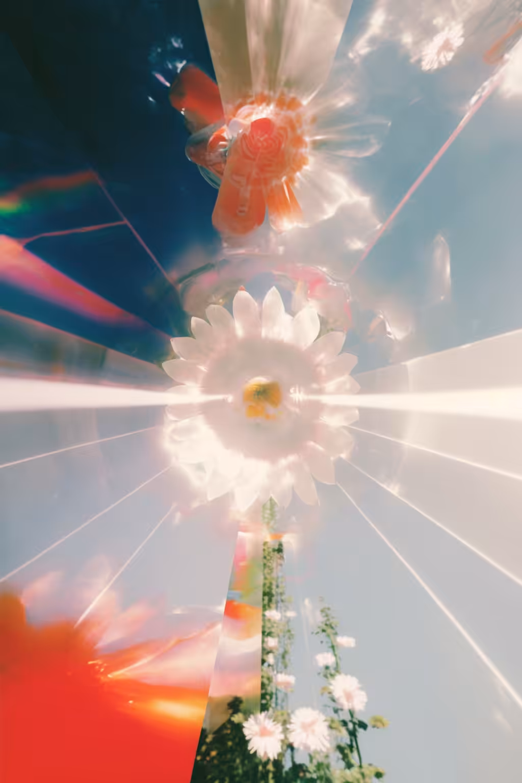 Floral magnetism #7