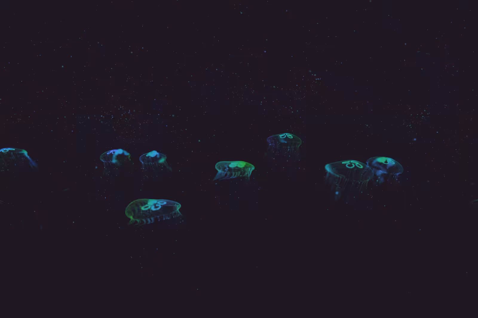 Turtle Vision #182