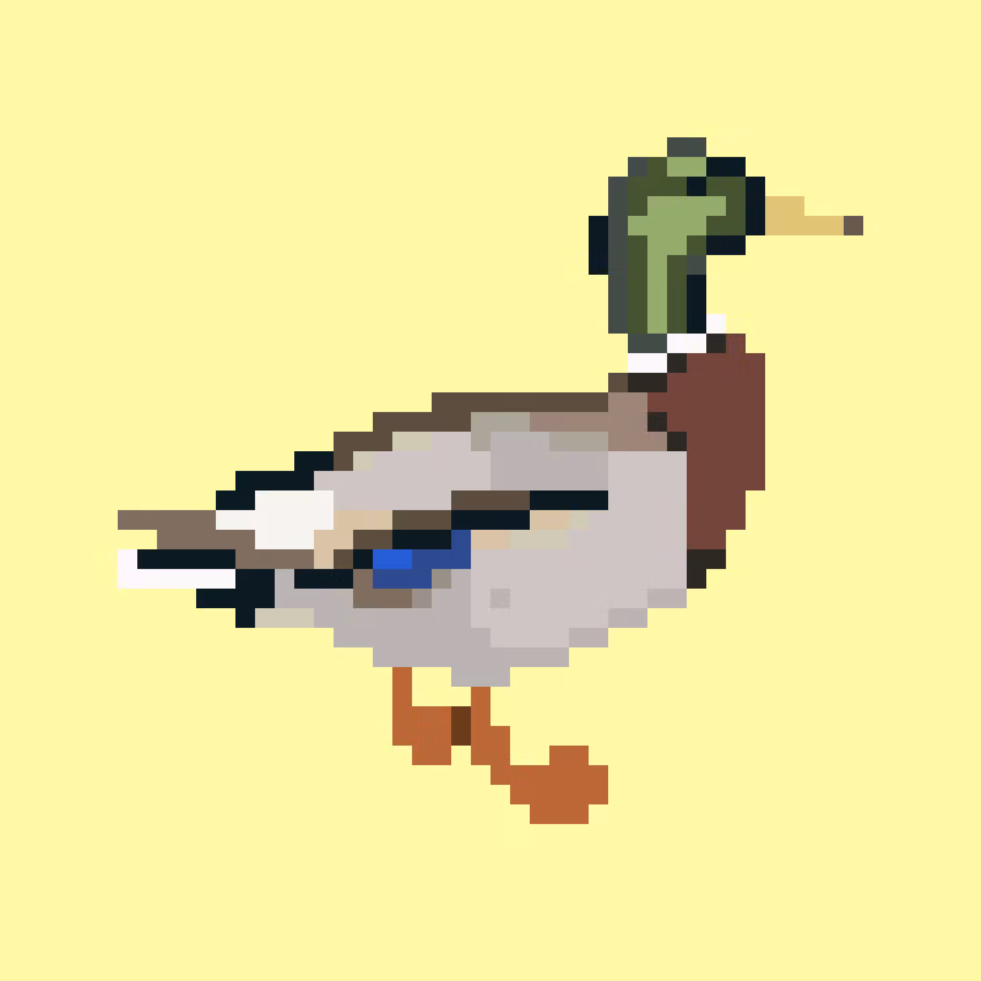 Mallard (M)