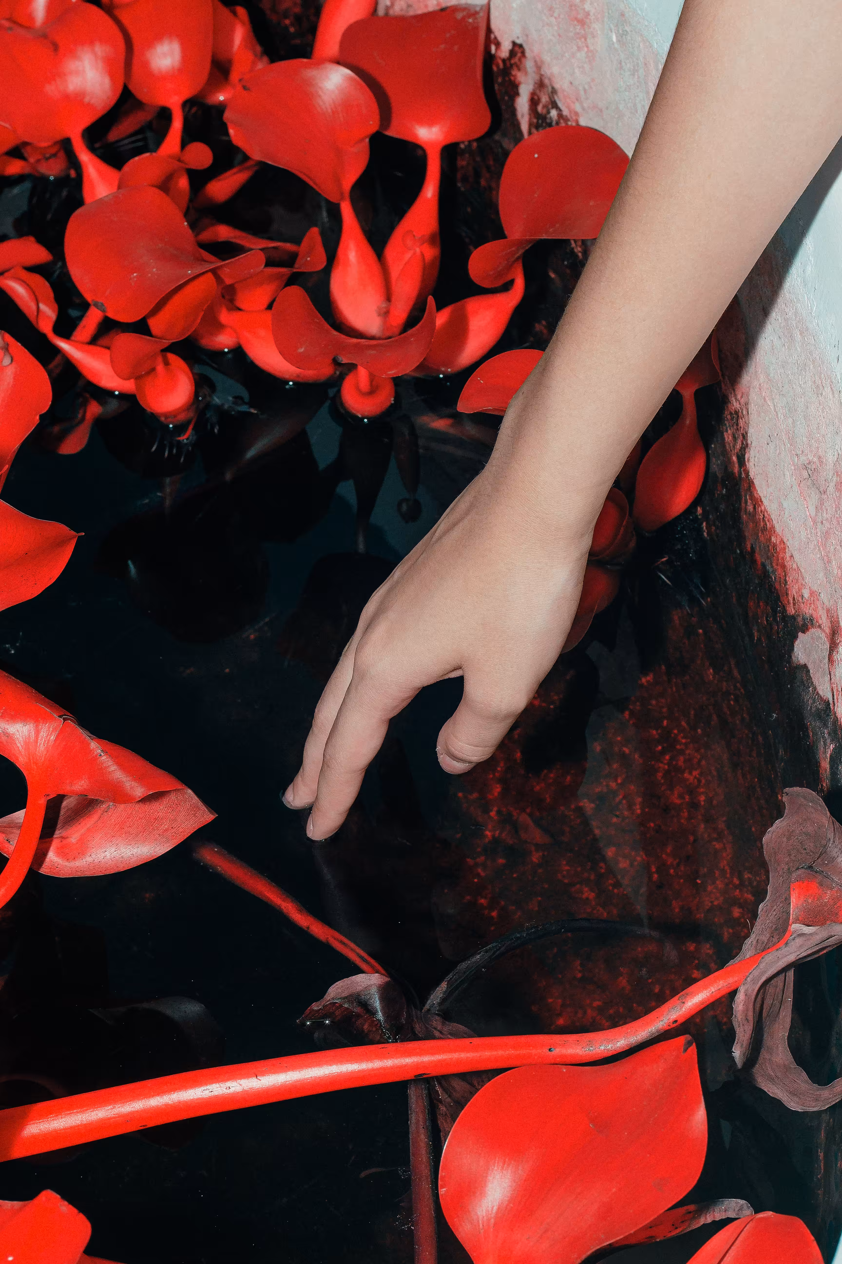 Wonderland