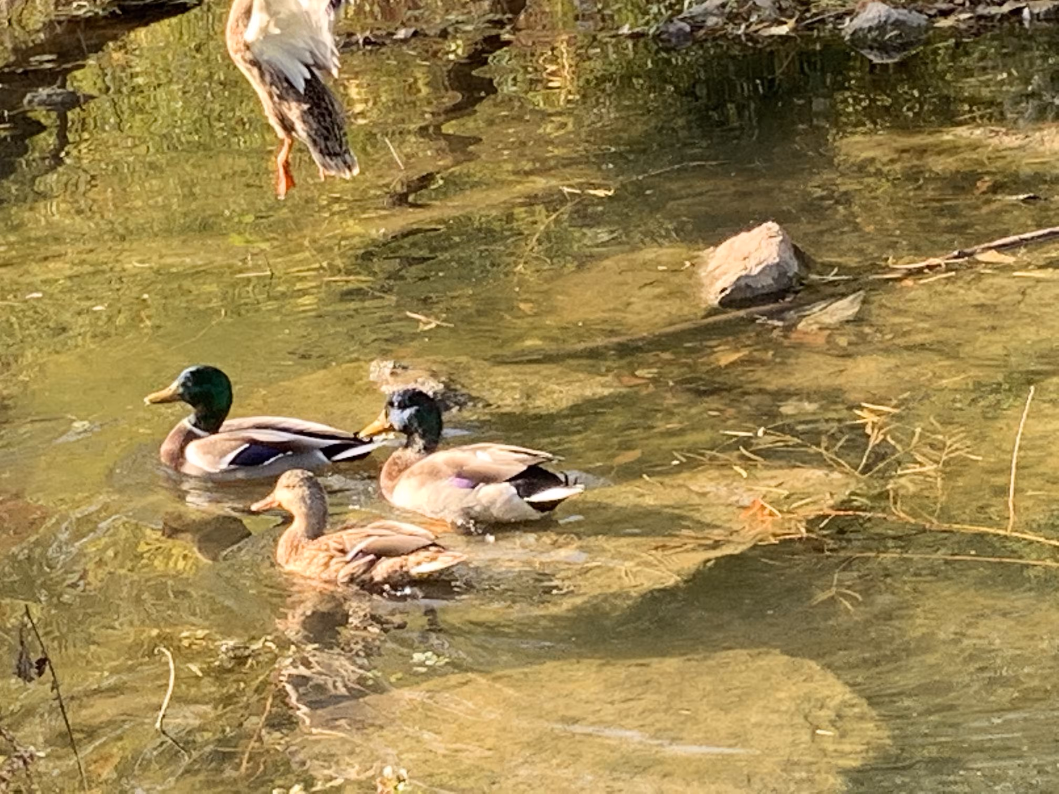 Duck Hunt 🦆Class Photo of ‘23