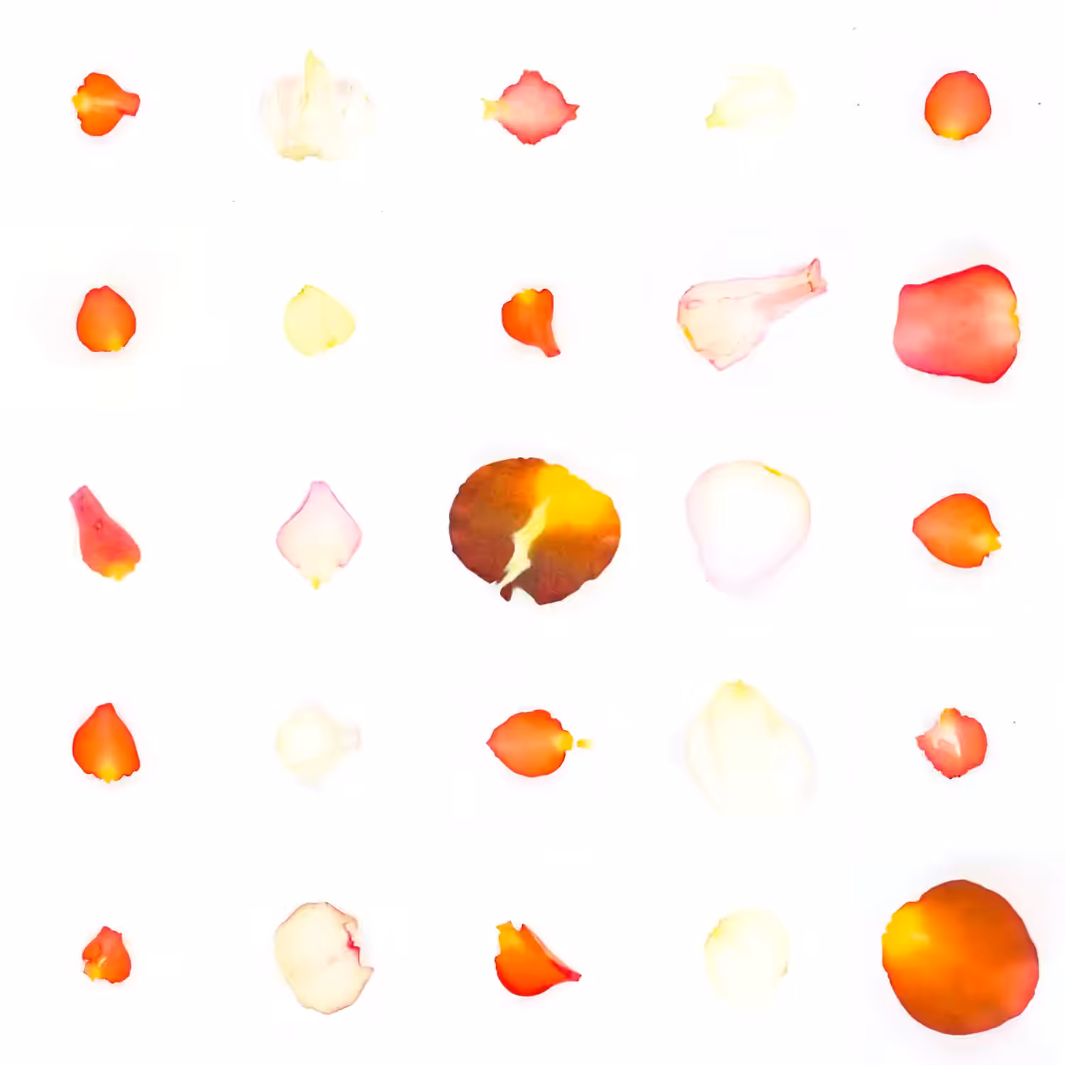 Infinite Petals 5x5#20065