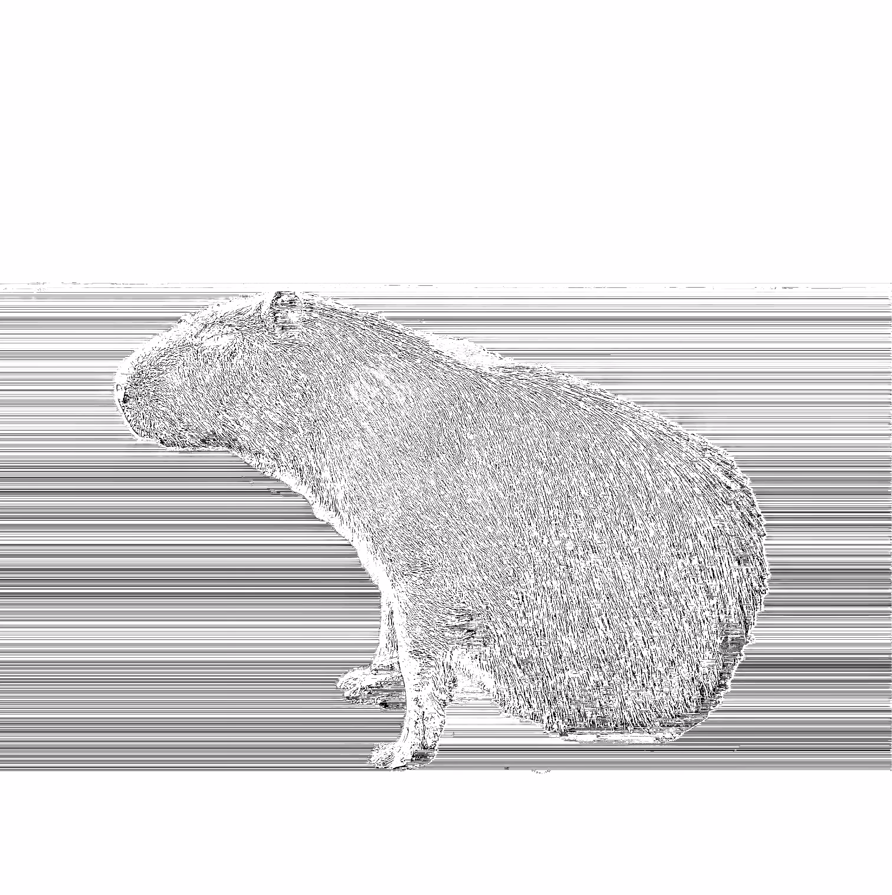 Capybaras of Ipaussu [ Descolada // Desolada (A) ]