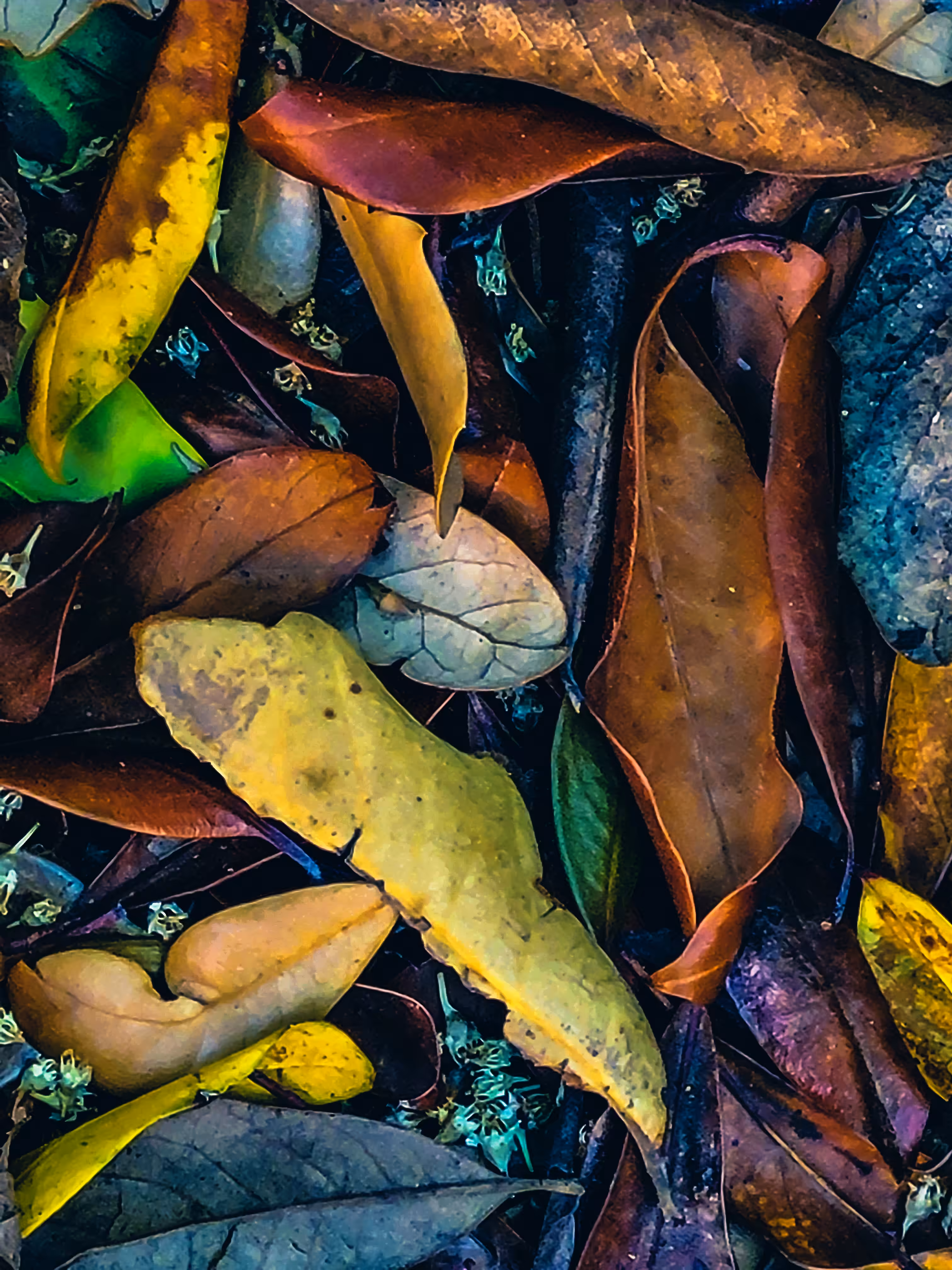 Dead Leaves