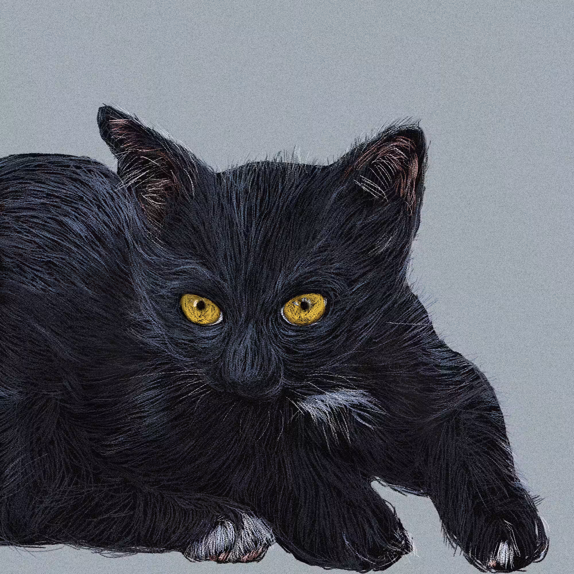 Young black cat