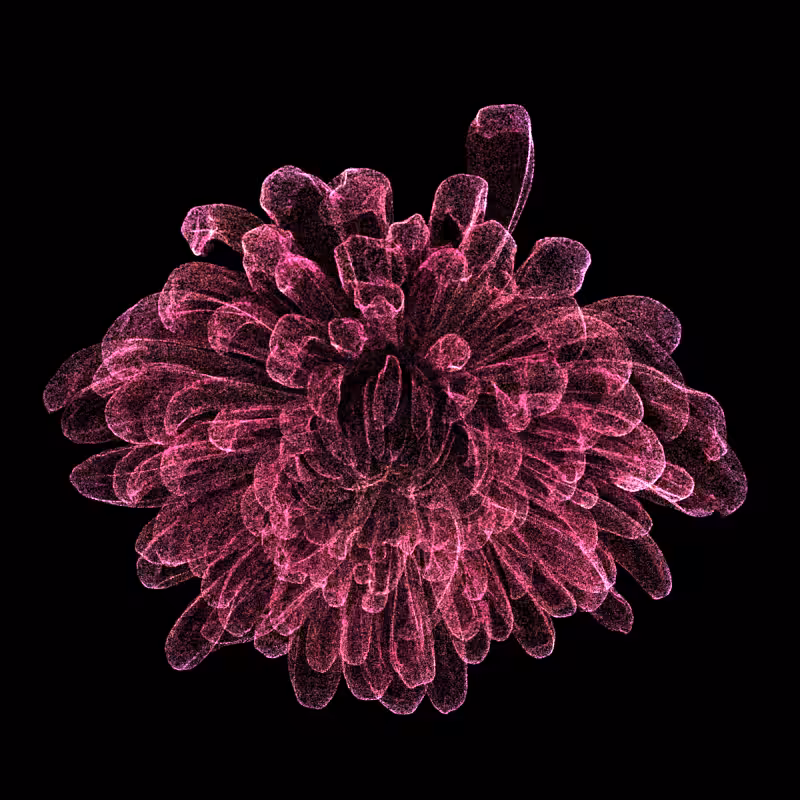 Chrysanthemum Morifolium 30 #17
