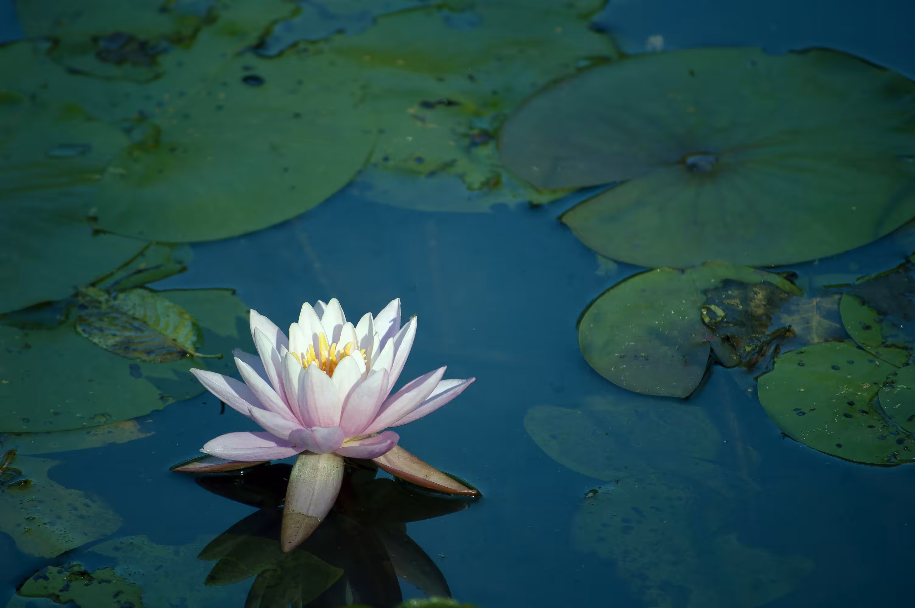 White Water Lily