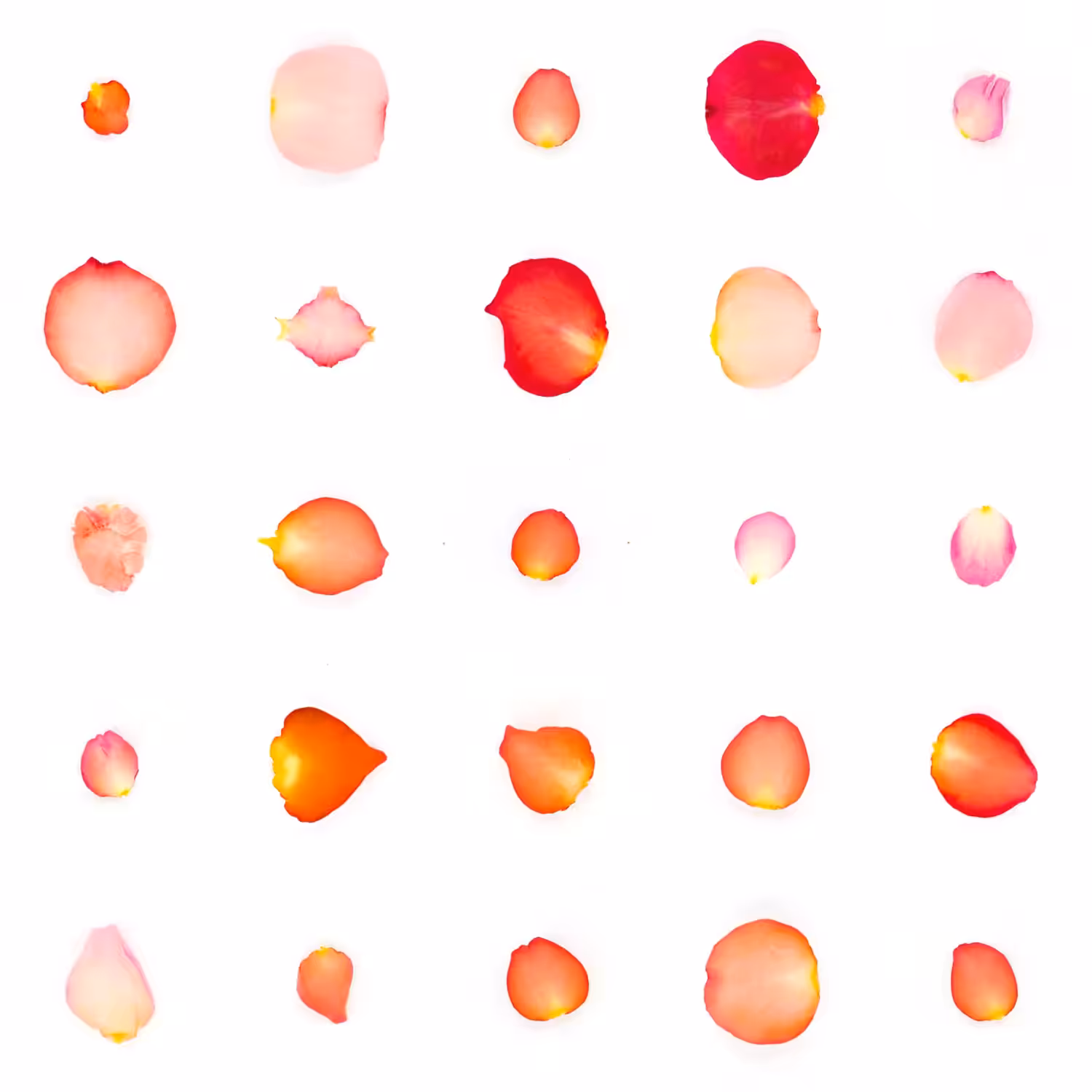 Infinite Petals 5x5#2674