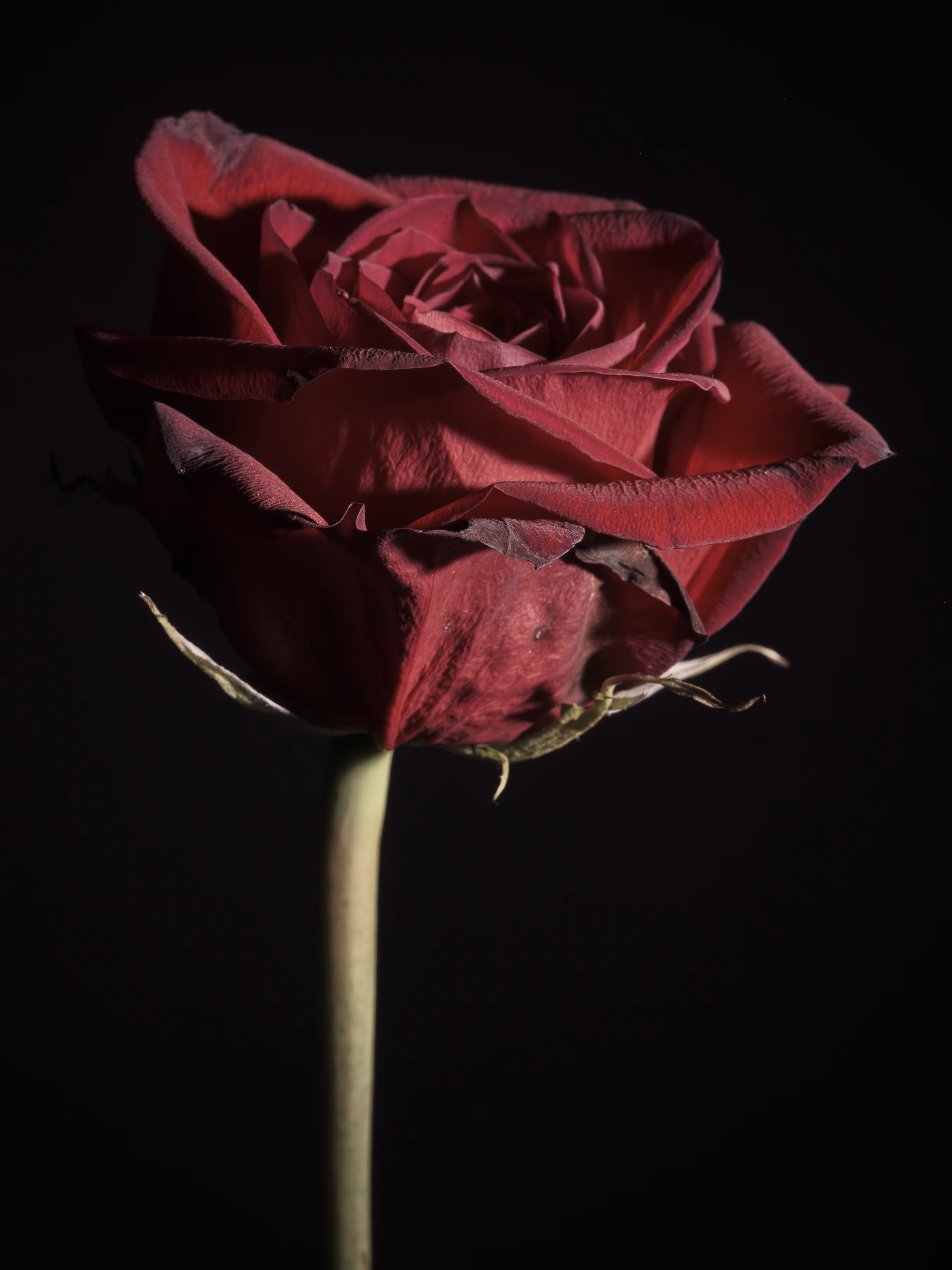Death of a Rose