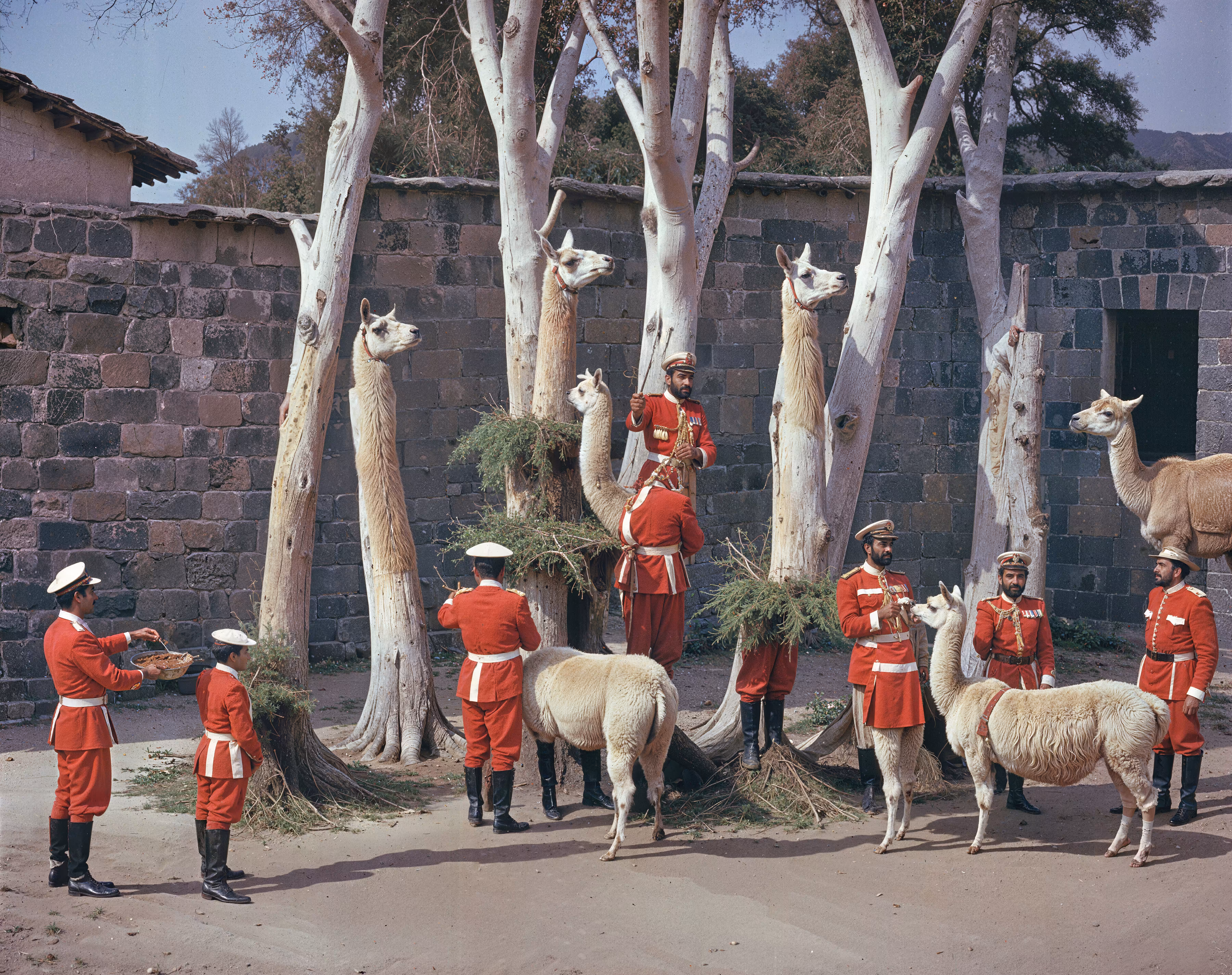 The Redcoat's Alpaca