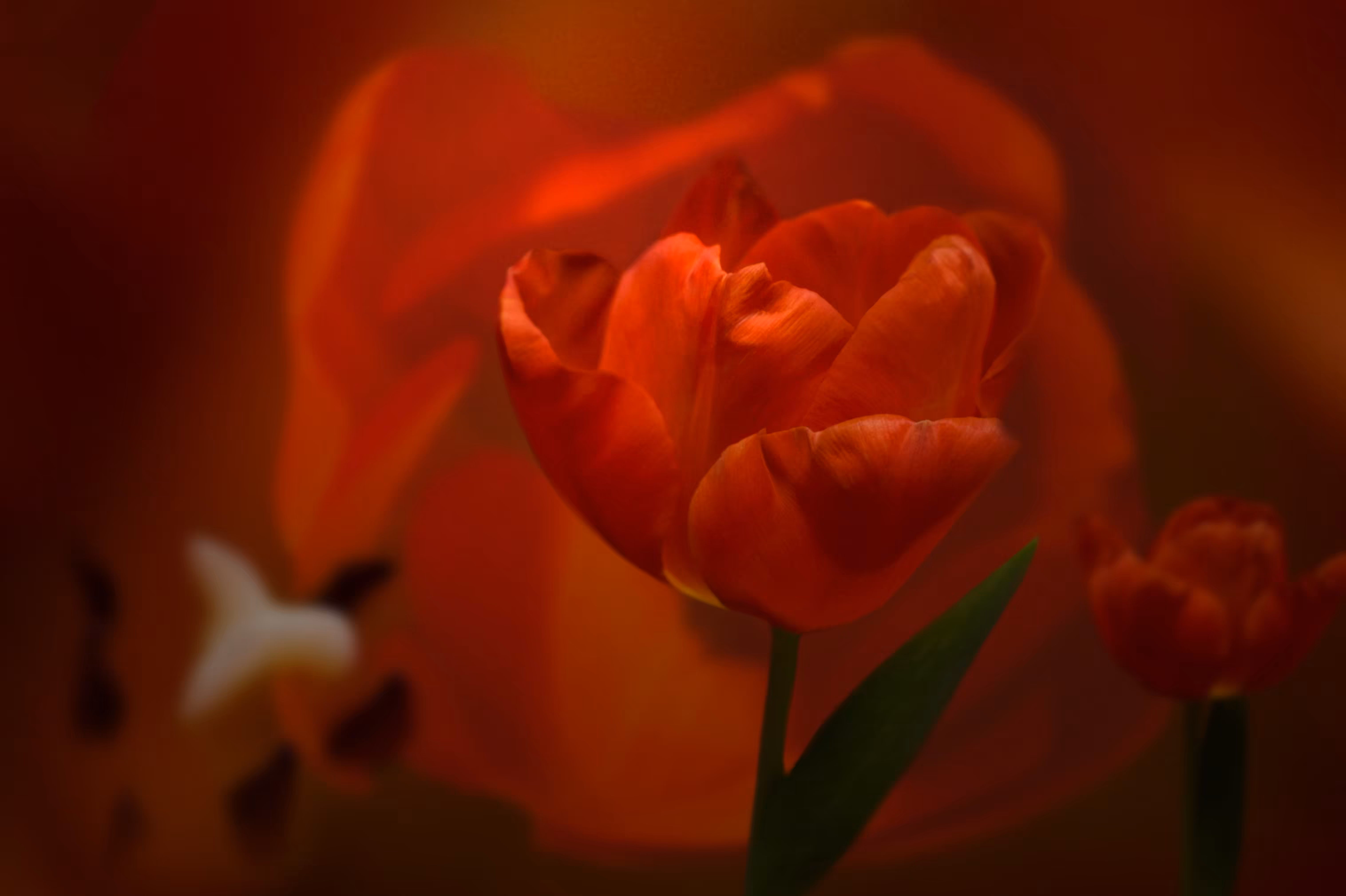 petal play #2