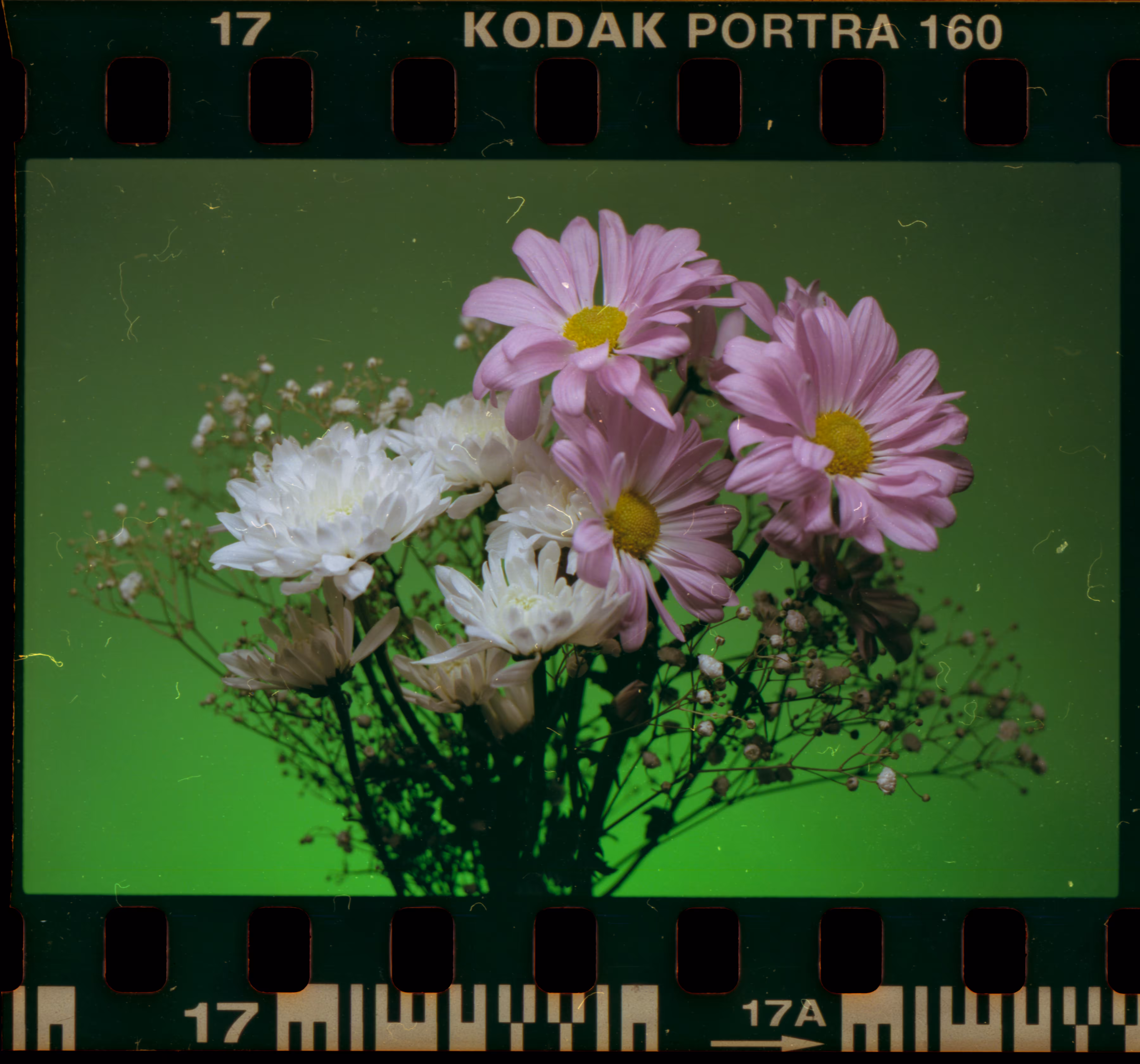 Portra 3 Frame 17