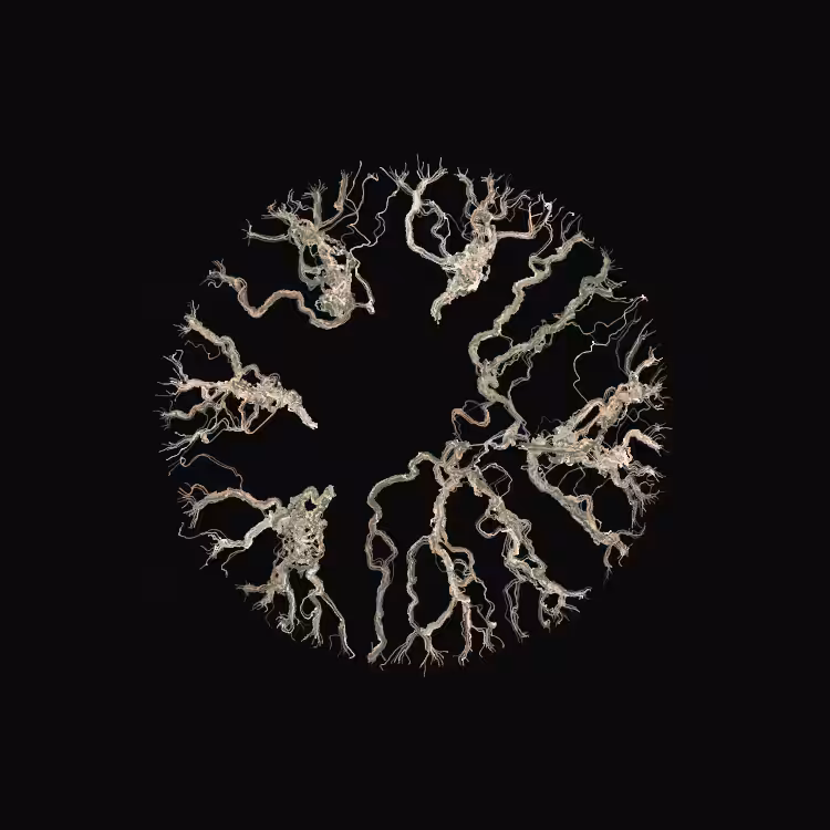 Ginseng #3