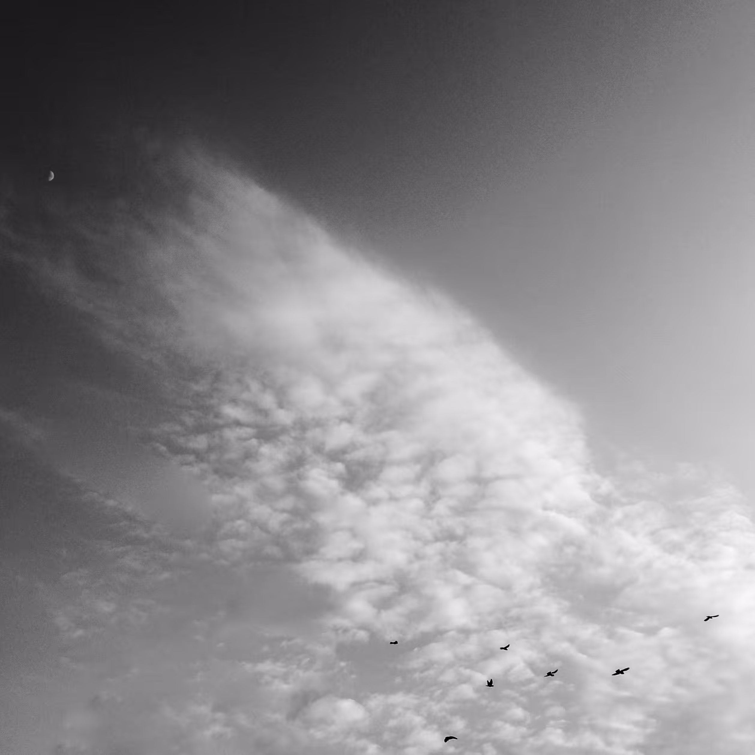wings